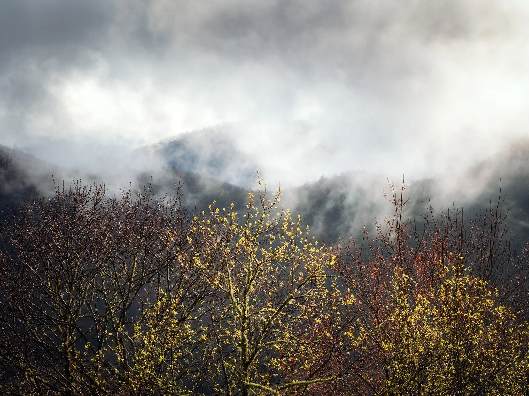 Evening light illuminating a portion of mossy trees 