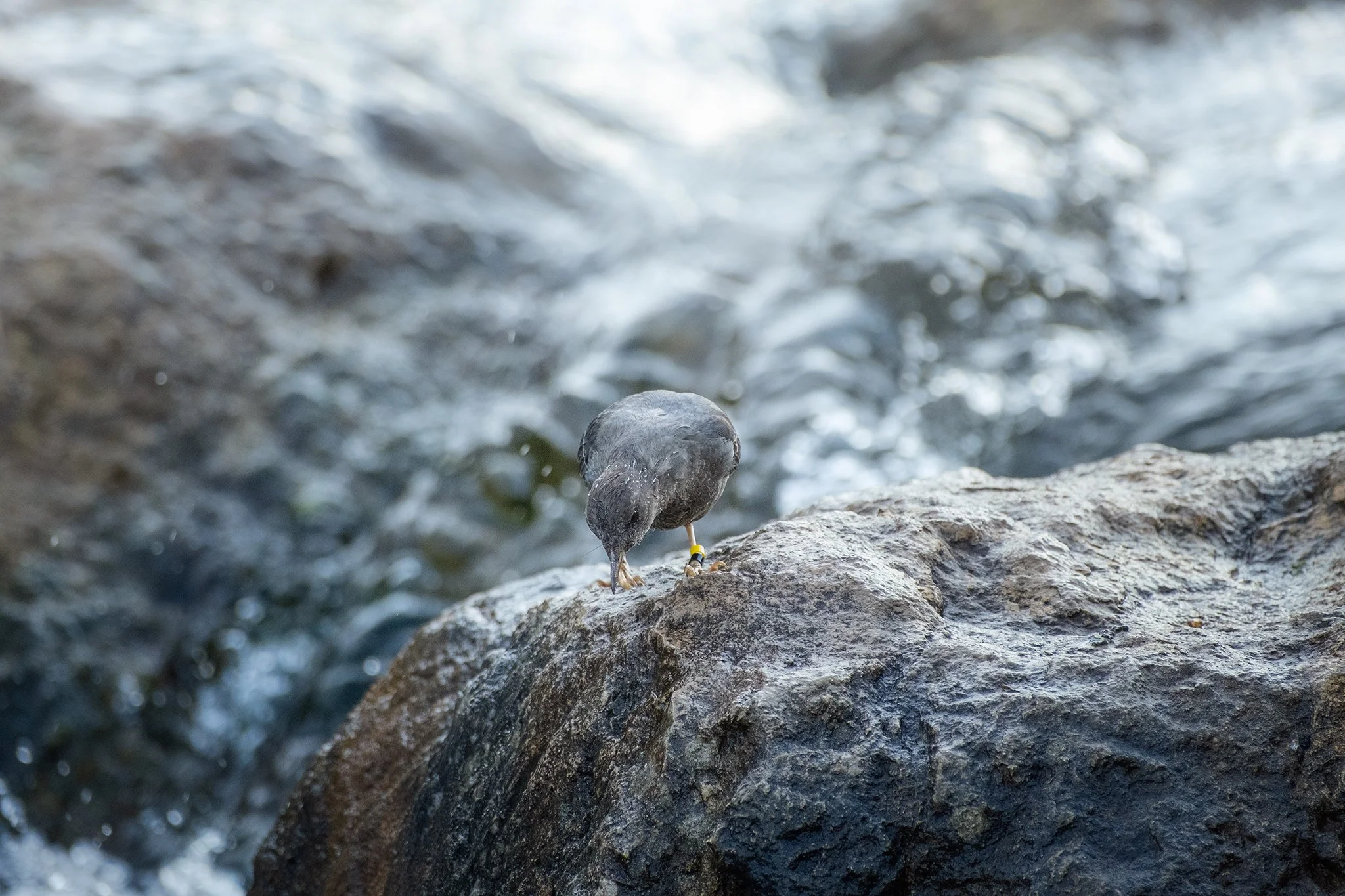 American Dipper in Spearfish, South Dakota
