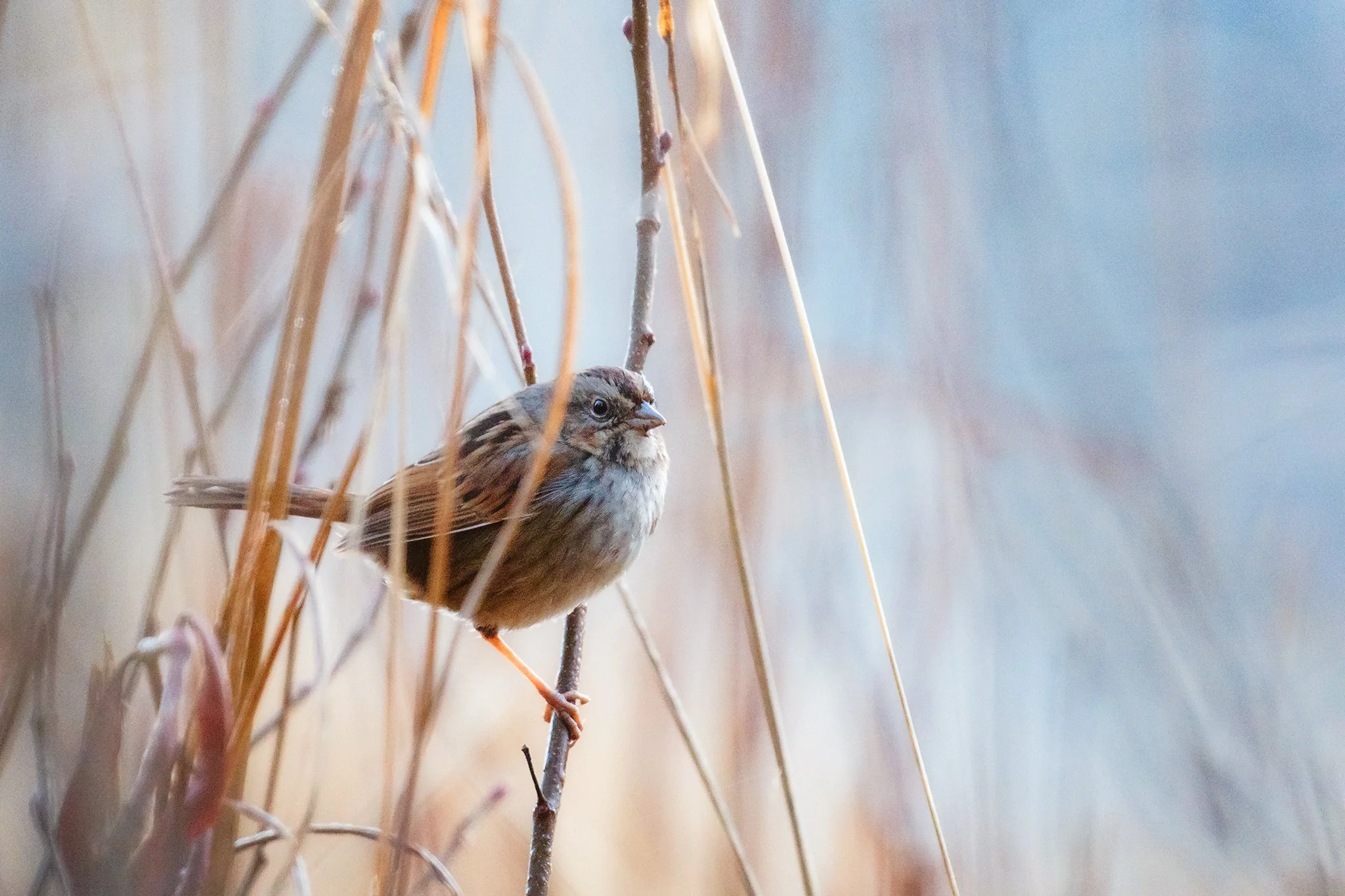 Swamp Sparrow perched in brush by a lake