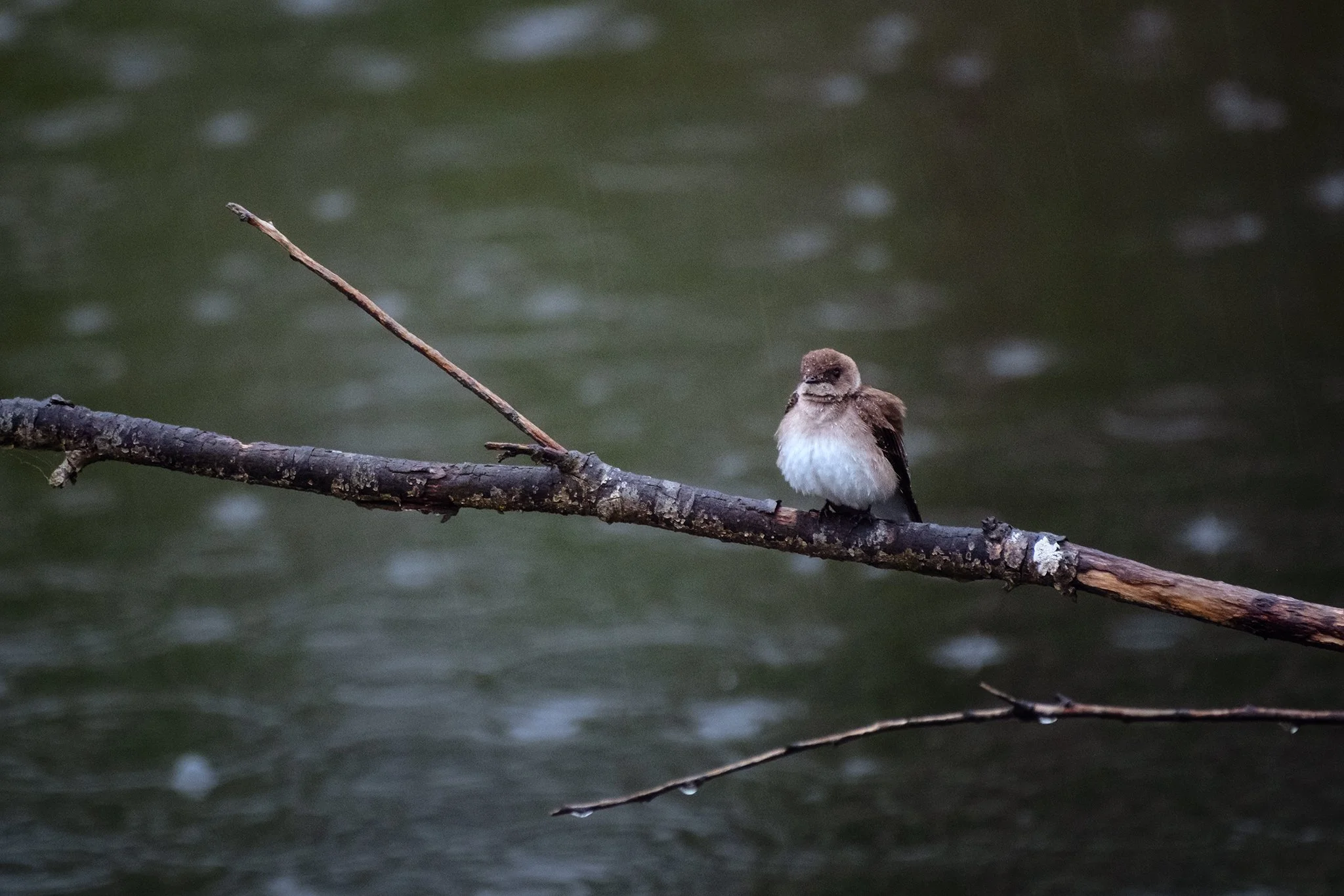 Northern-Rough-Winged-Swallow-Big-Four-Ice-Caves-[3x2]-(Web).jpg