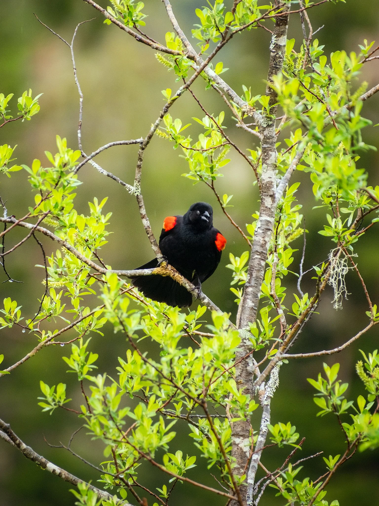 Red-winged Blackbird singing its trilling song