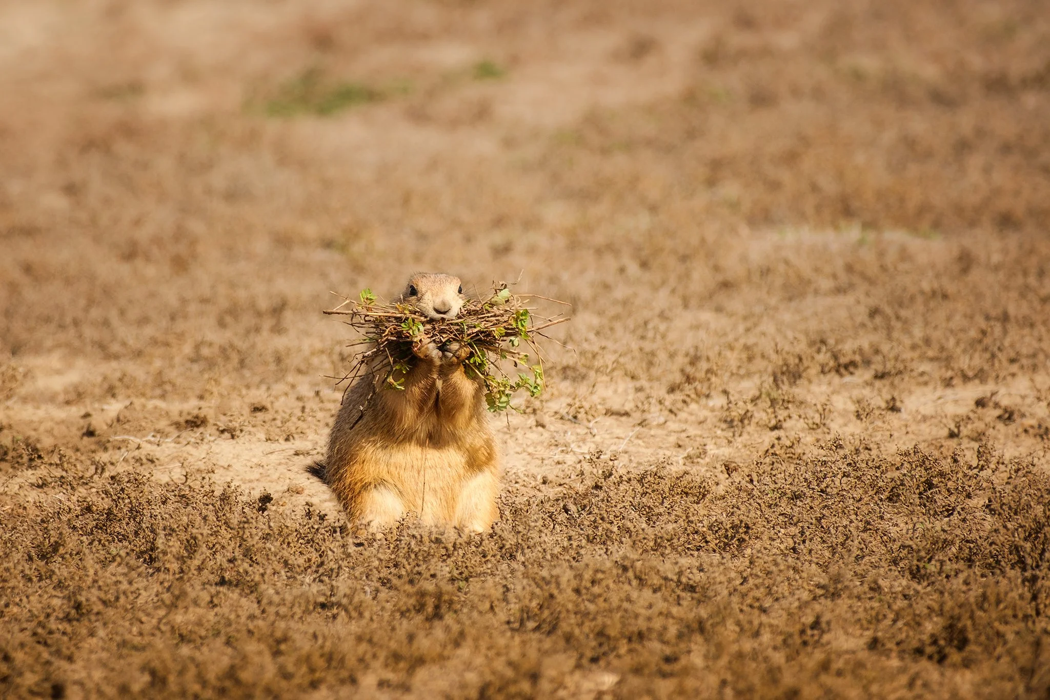 Black-tailed prairie dog carrying a mouthful of grass in Badlands National Park