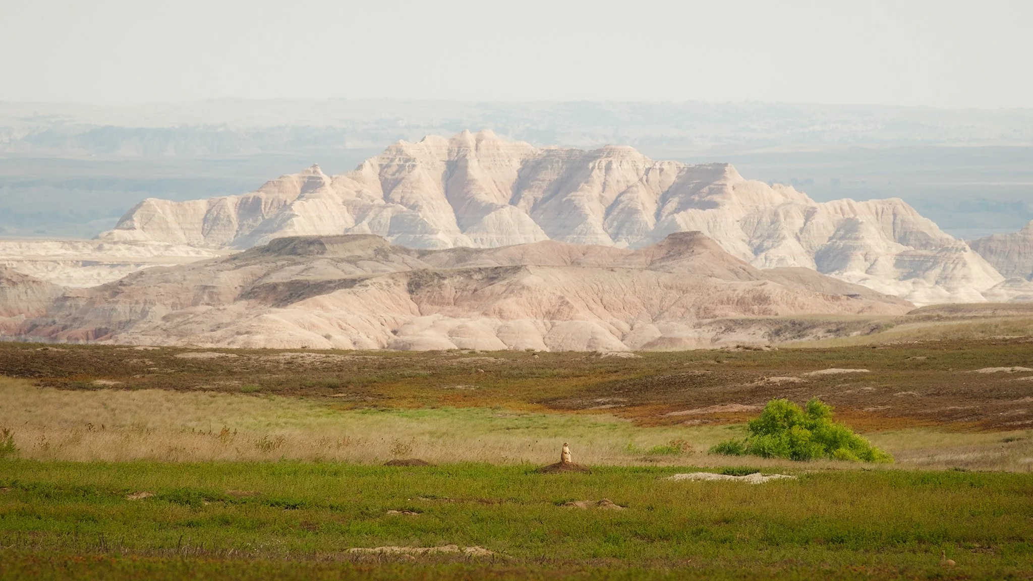 Black-tailed prairie dog in the distance at Badlands National Park
