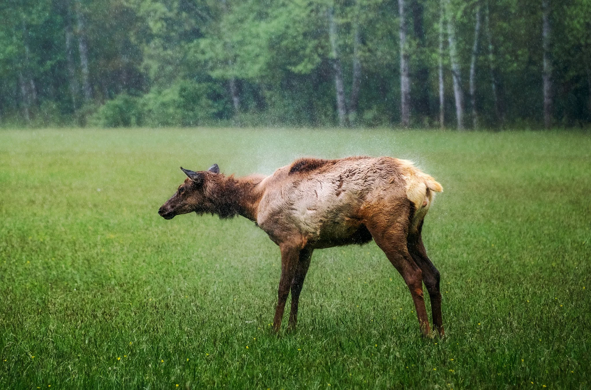 An elk cow shaking off her coat during a light drizzle in the Great Smoky Mountains.