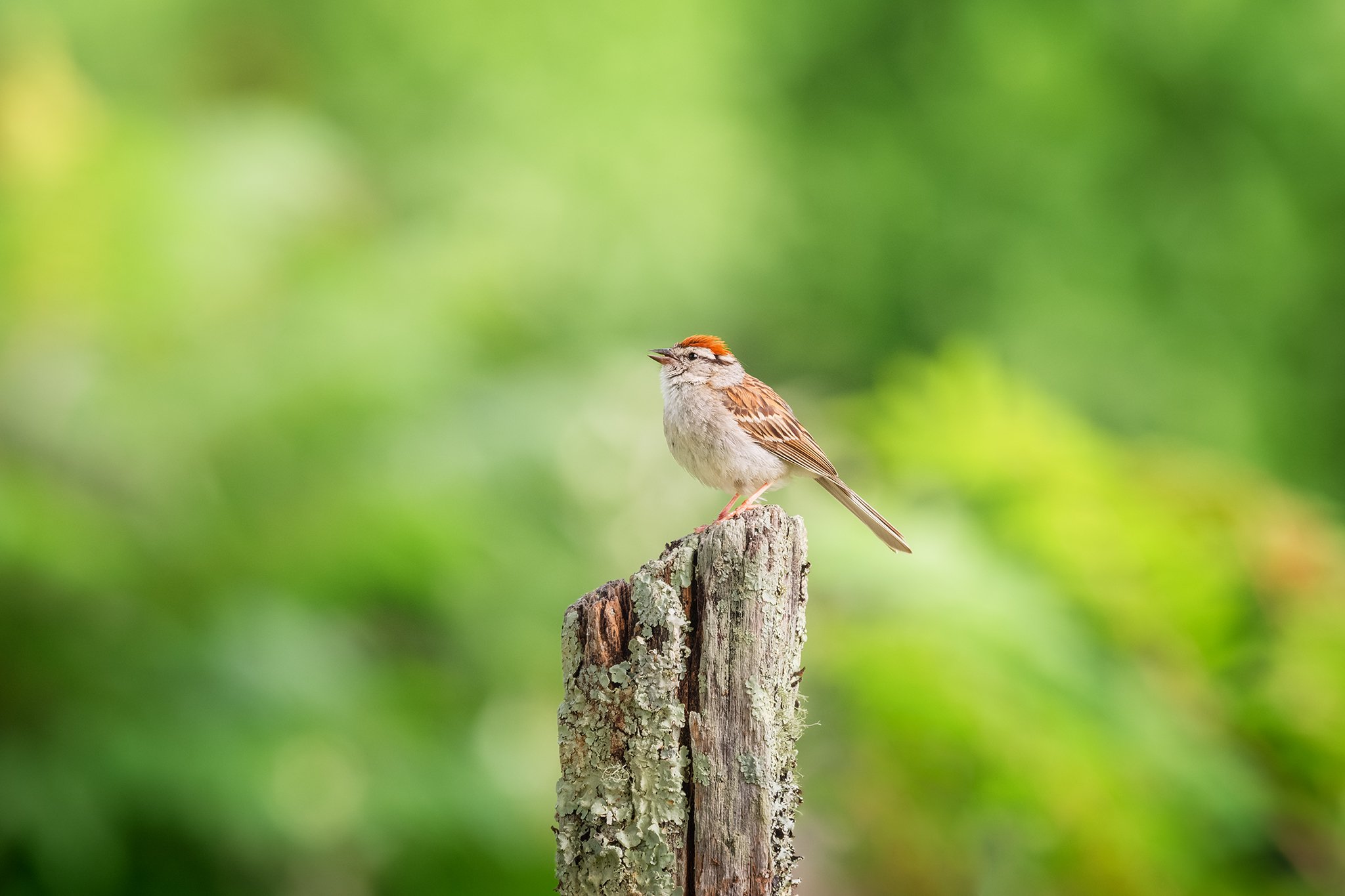 Chipping Sparrow perched on a fence