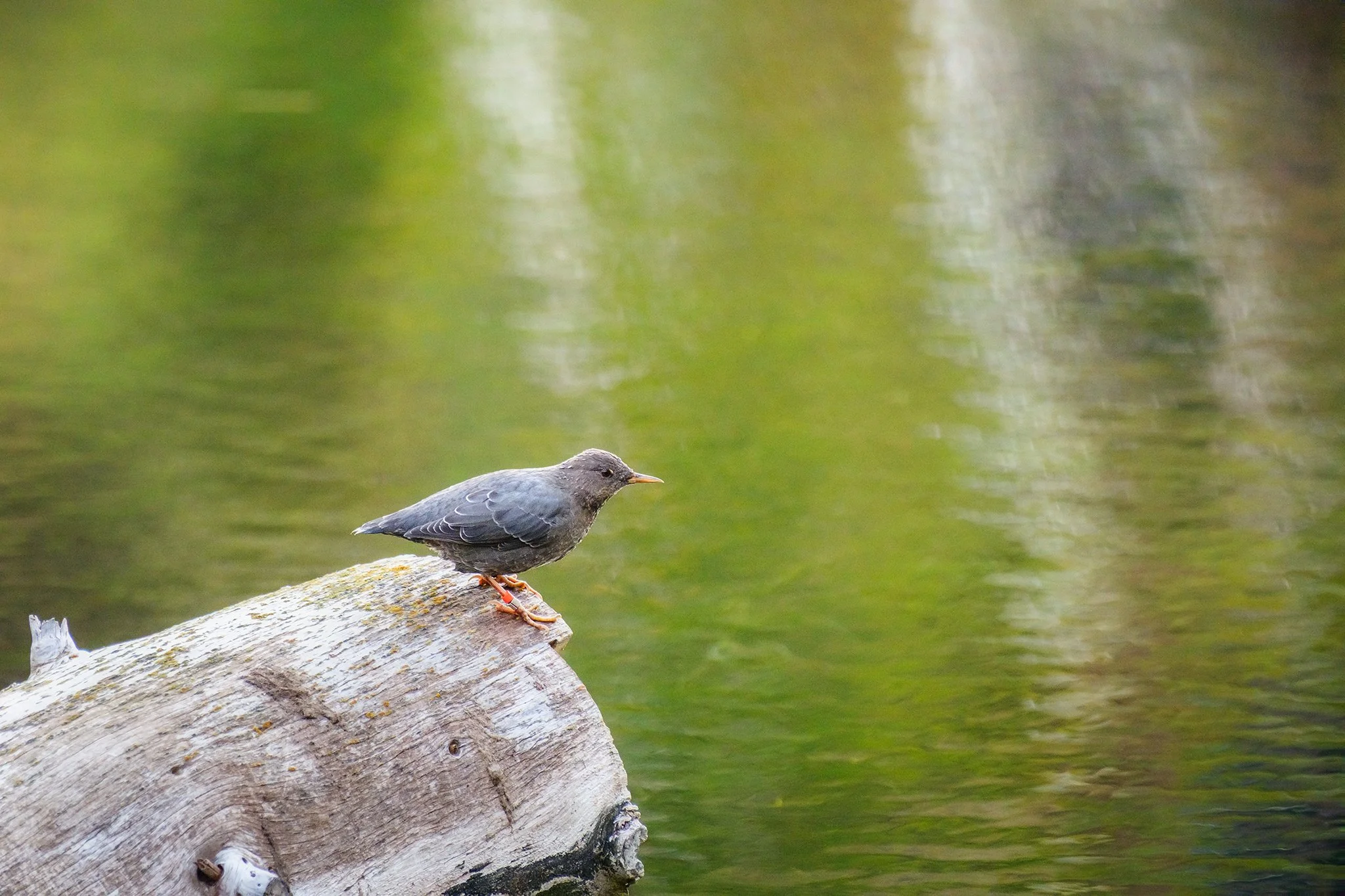 American Dipper perching on a log in Spearfish Creek, South Dakota