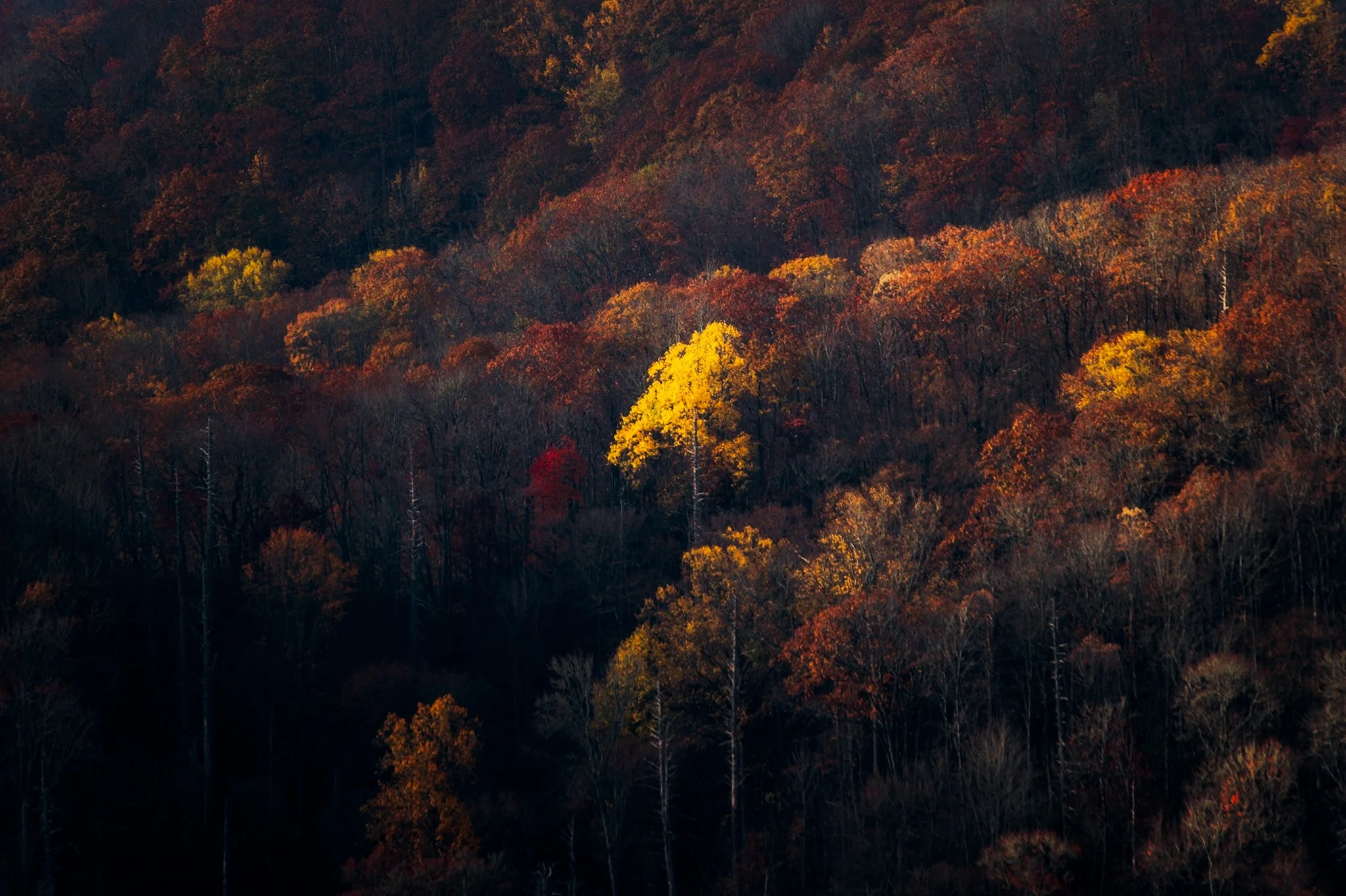 Fall-in-the-Smokies-Series-01-[3x2]-(Web).jpg