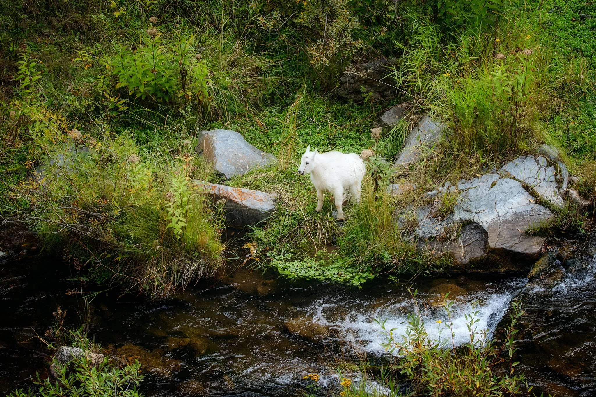 A young mountain goat grazing by a stream in the Black Hills of South Dakota