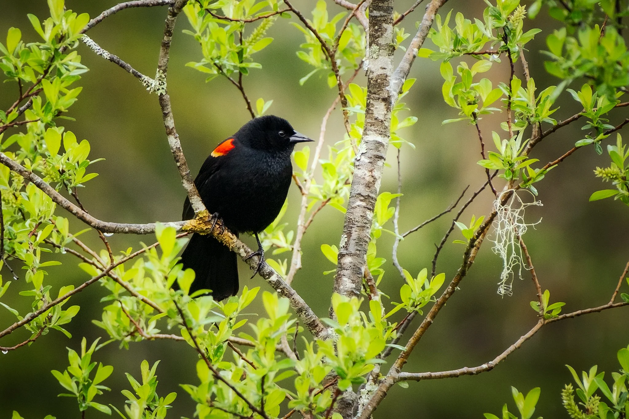Red Winged Blackbird perched on a shrub in Mt Baker Snoqualmie National Forest