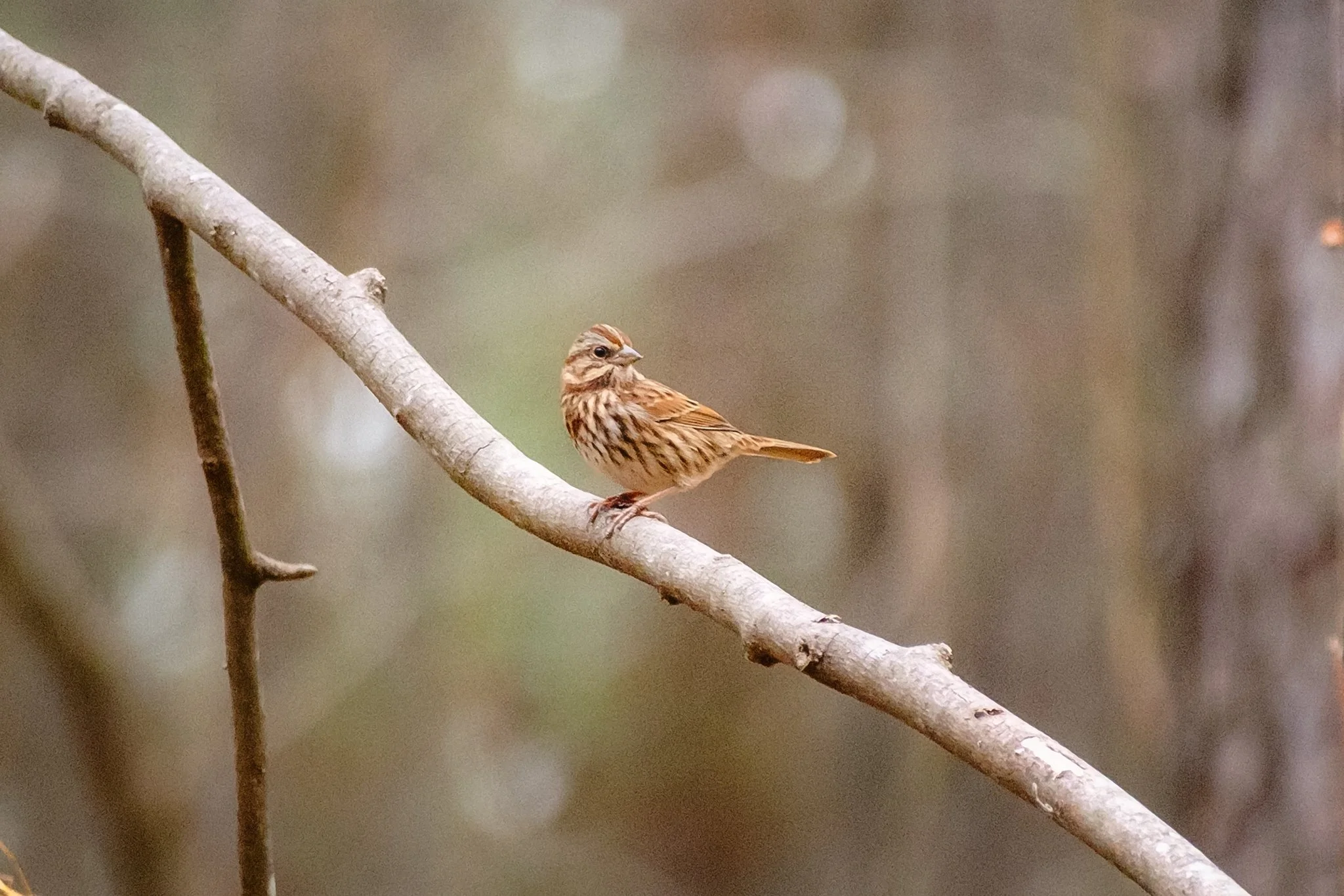 Song-Sparrow-Kenmore-Park--[3x2]-(Web).jpg