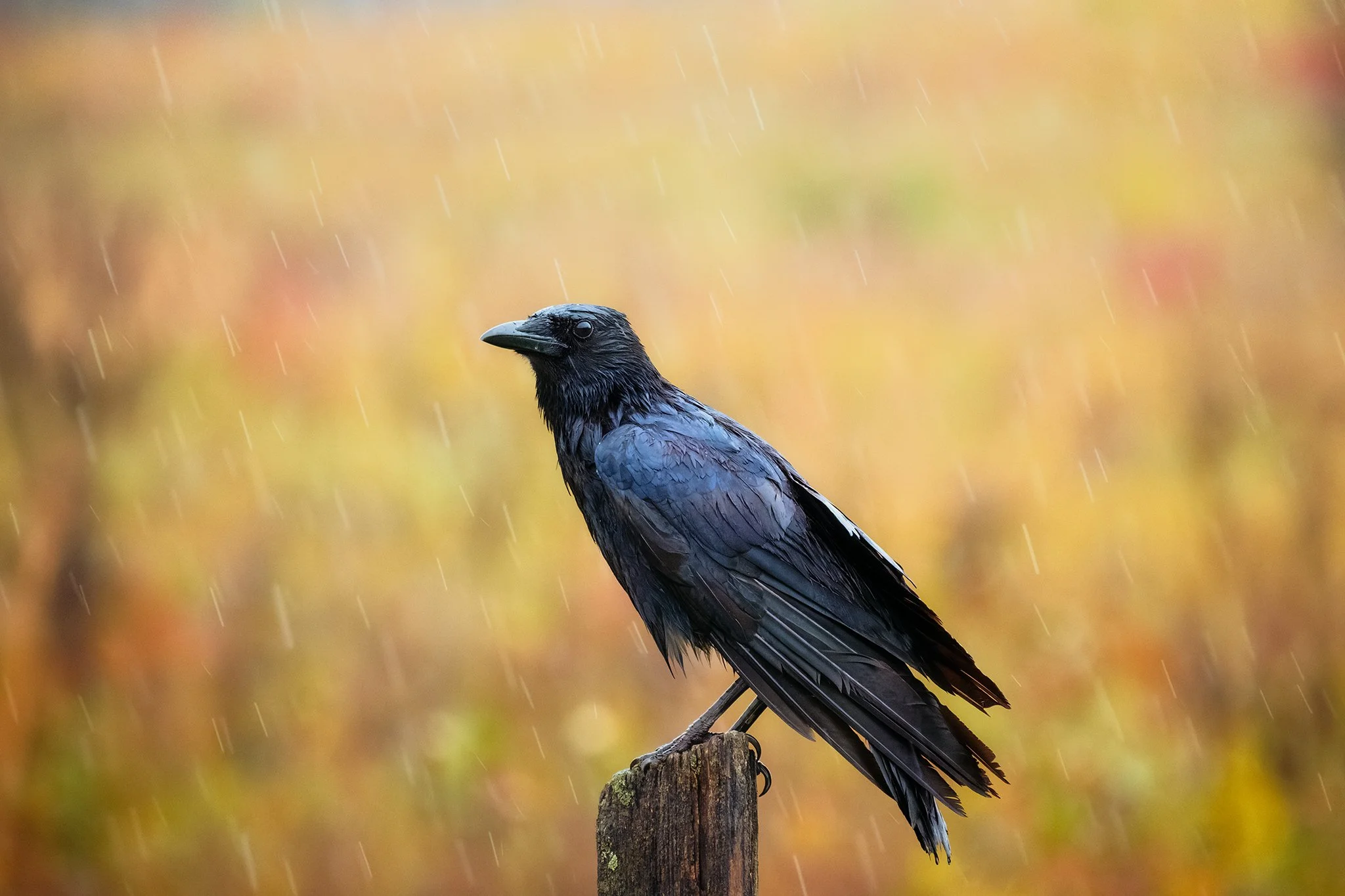 Common Raven in the rain in The Great Smoky Mountains