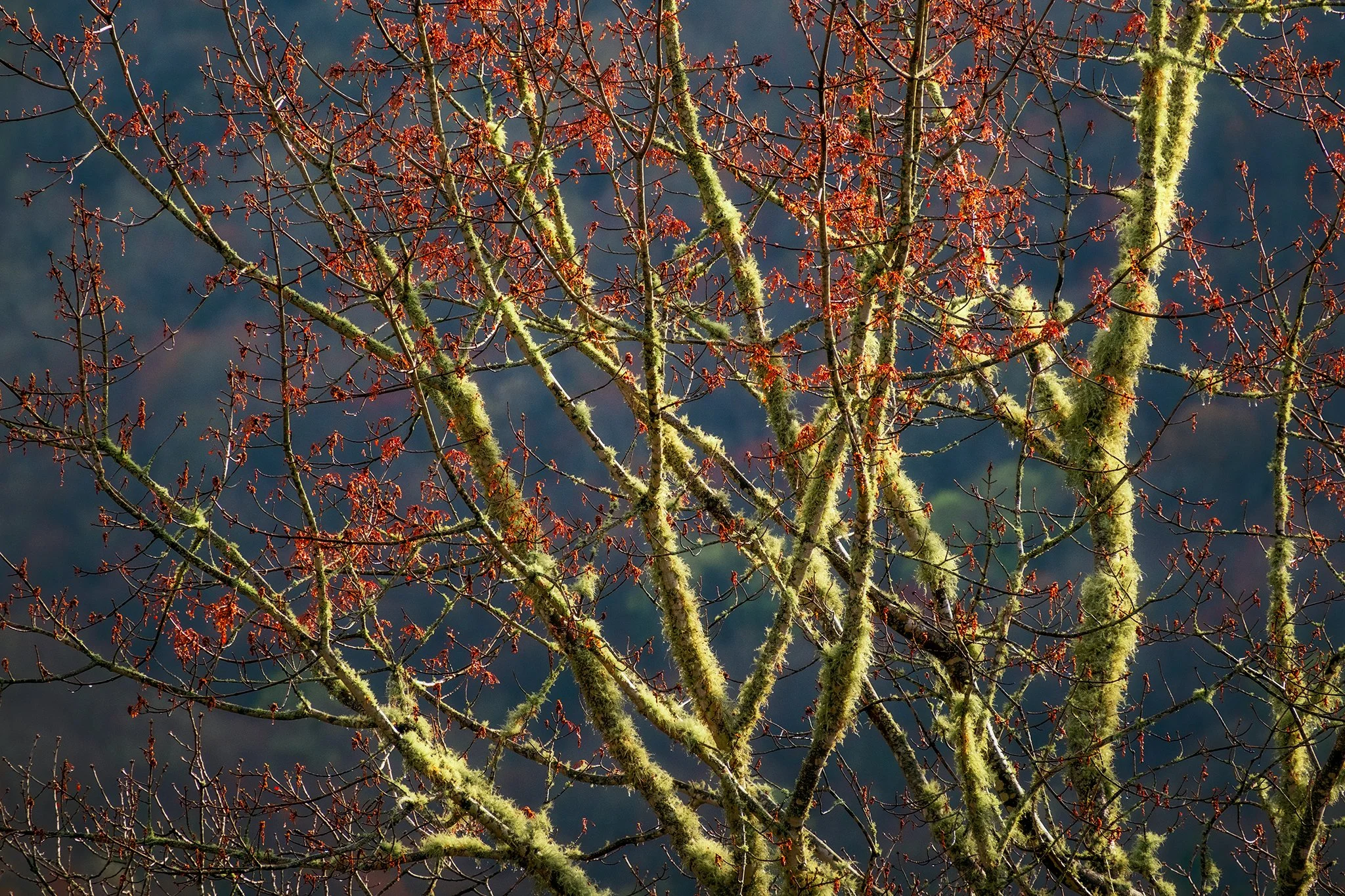 Close up of a moss covered maple tree in its blooming stages in spring
