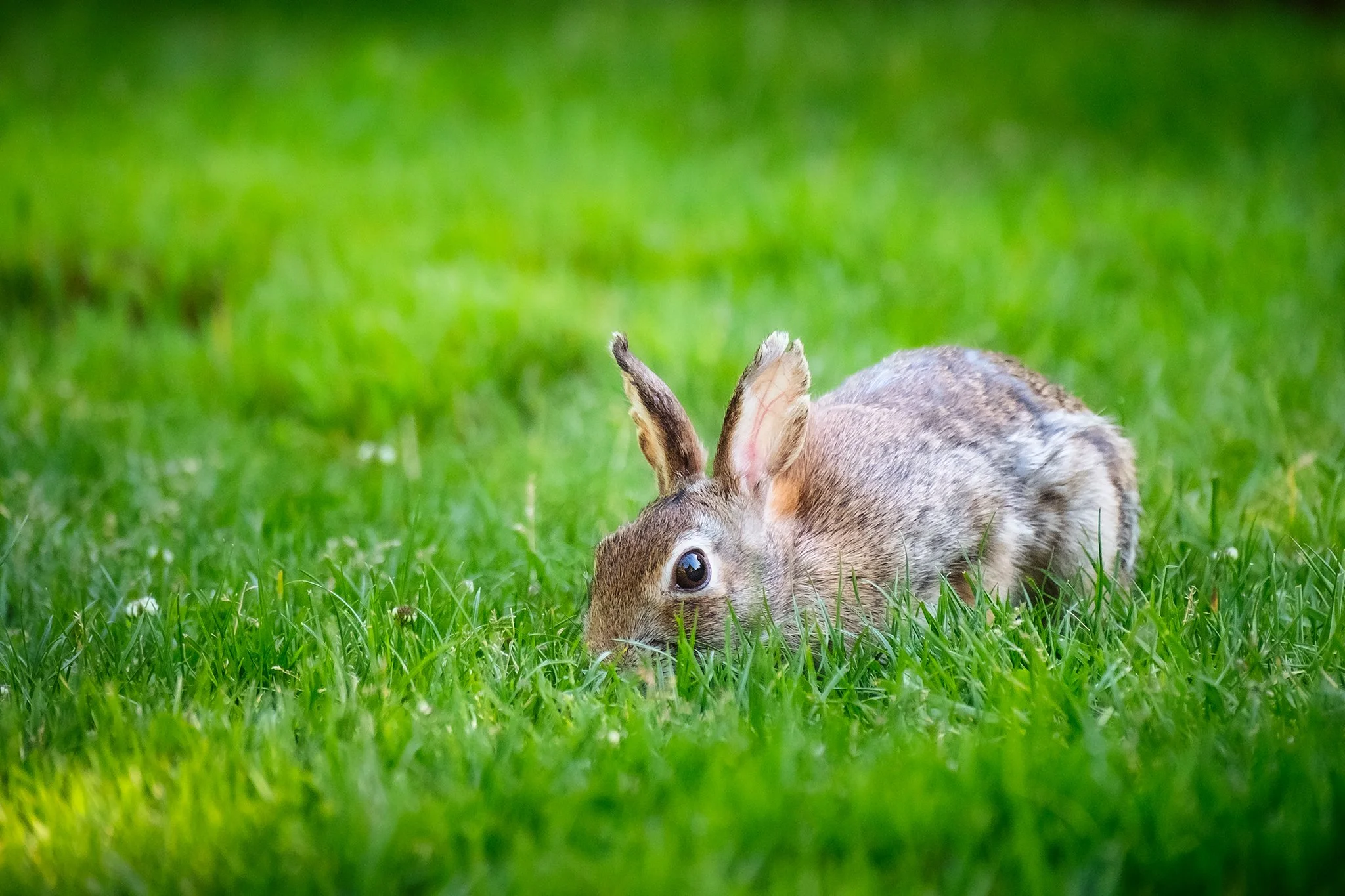 An eastern cottontail grazing in a small field
