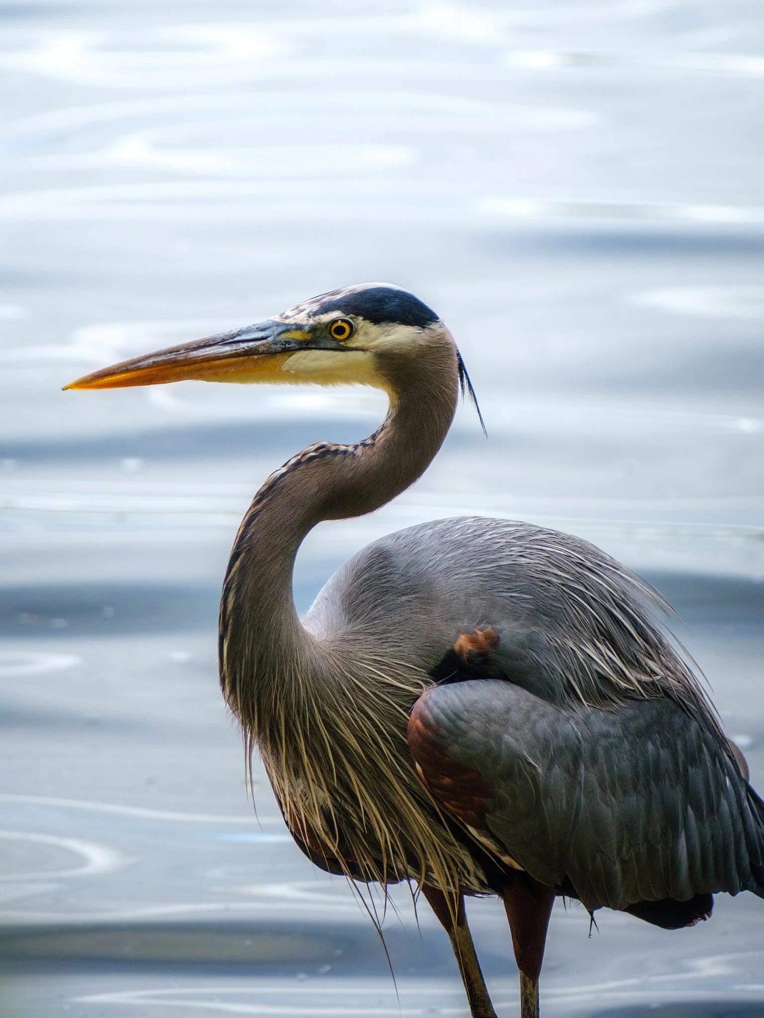 Great Blue Heron at Seward Park in Seattle