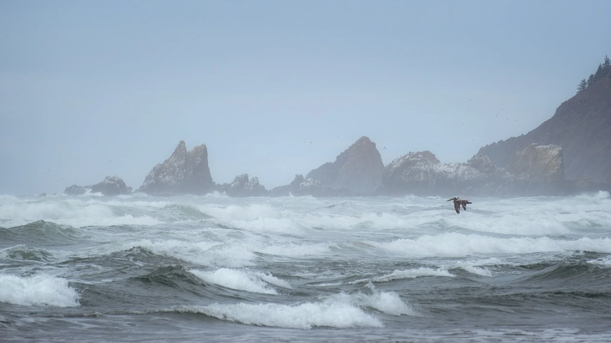 Brown pelican in flight on the Oregon Coast