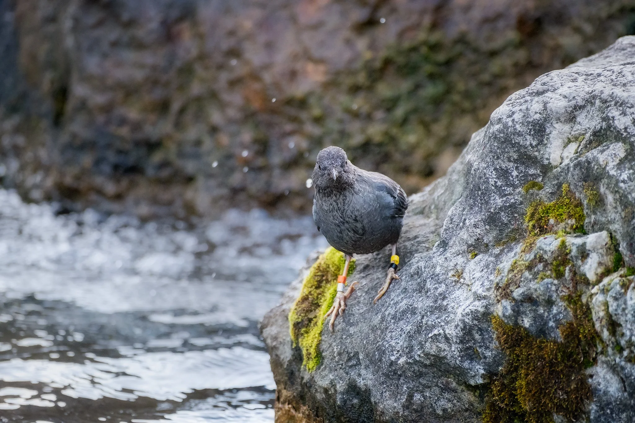 American-Dipper-Spearfish-SD-02-[3x2]-(Web).jpg