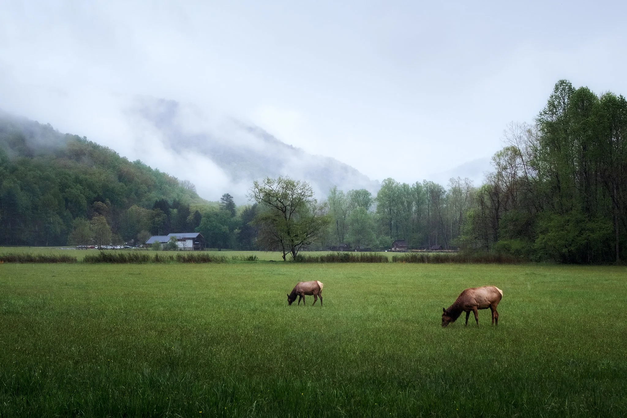 Elk grazing on a cloudy day in Cherokee