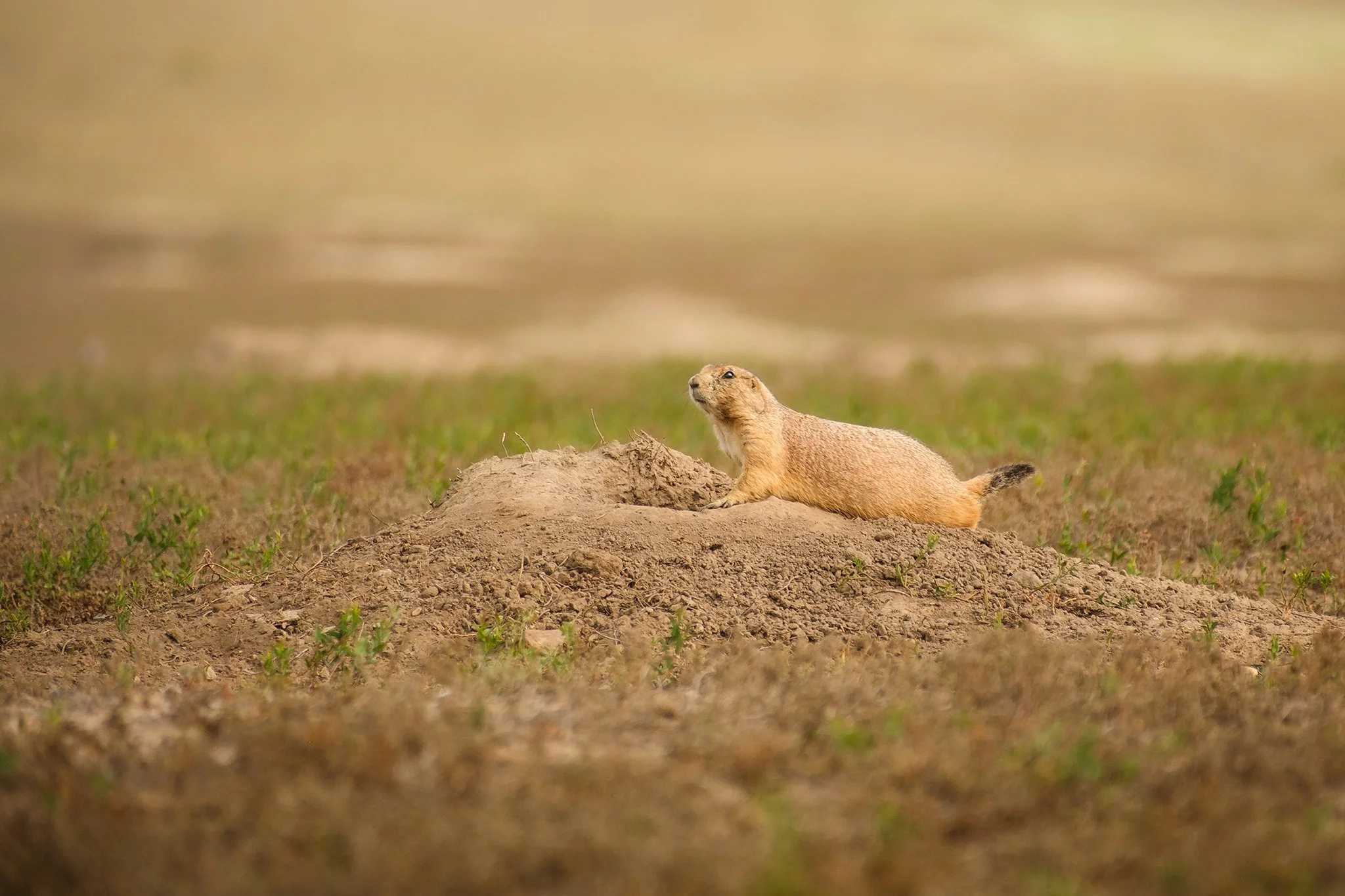 Black-tailed prairie dog in Badlands National Park