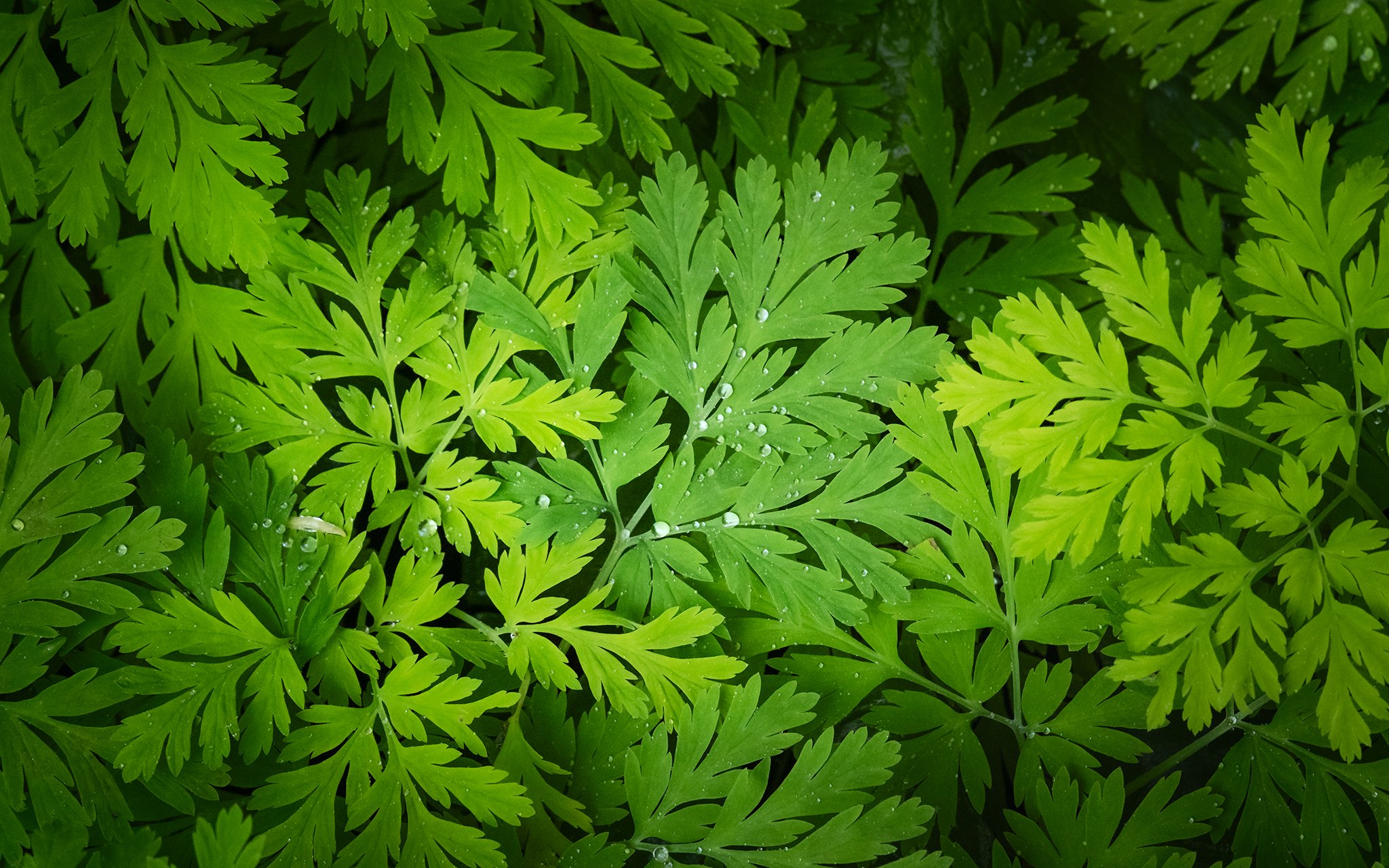 Pacific Bleeding Heart