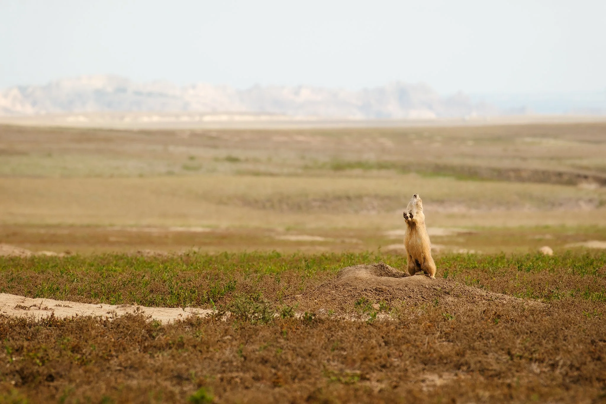 Black-tailed prairie dog yipping in Badlands National Park