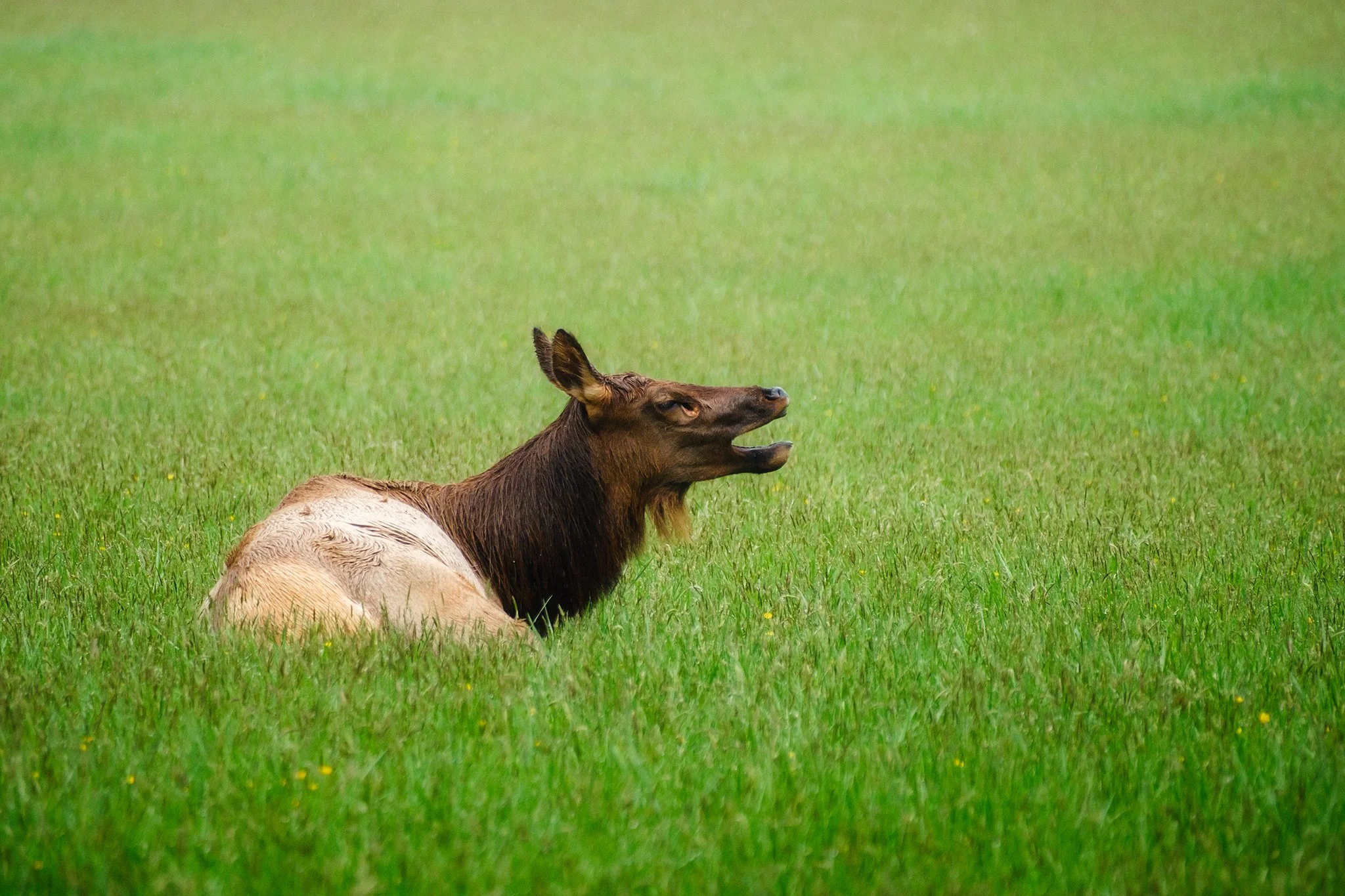 An elk laying in a field near the Cherokee