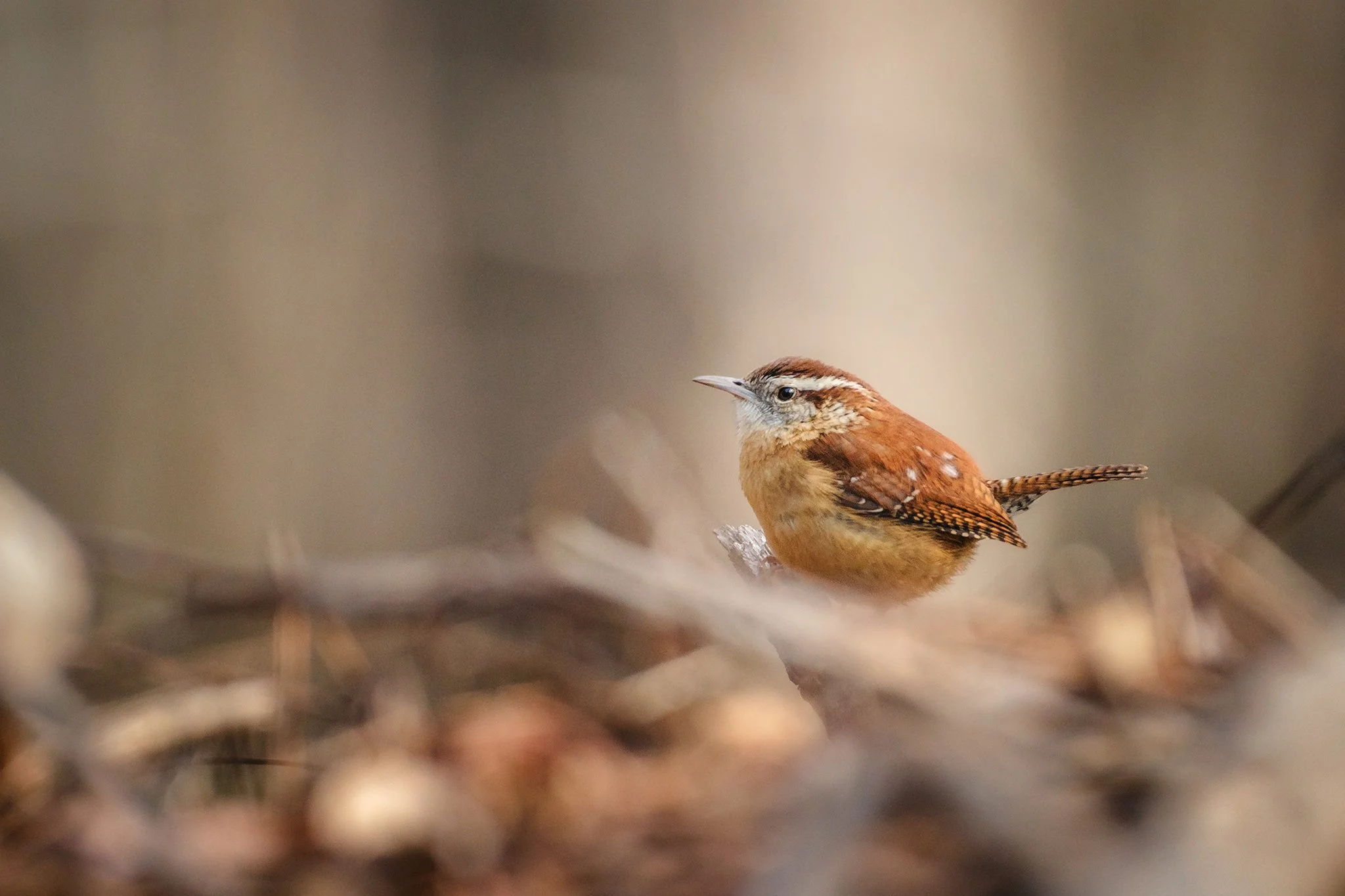 Carolina Wren perched atop a brush pile 