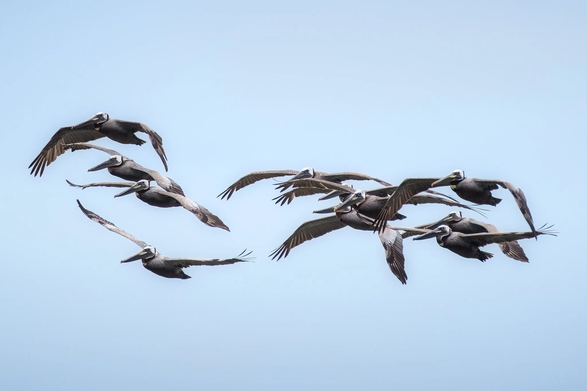 A pod of brown pelicans flying over Cannon Beach