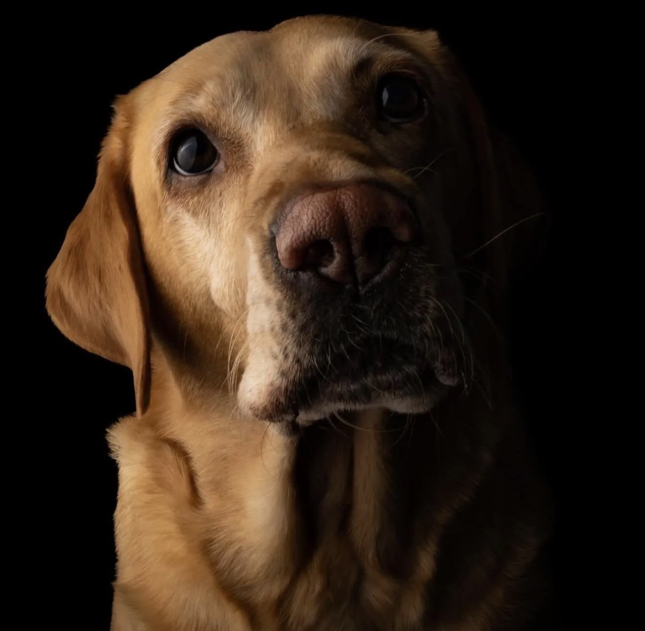 Why I Started Offering Dog Portrait Photography