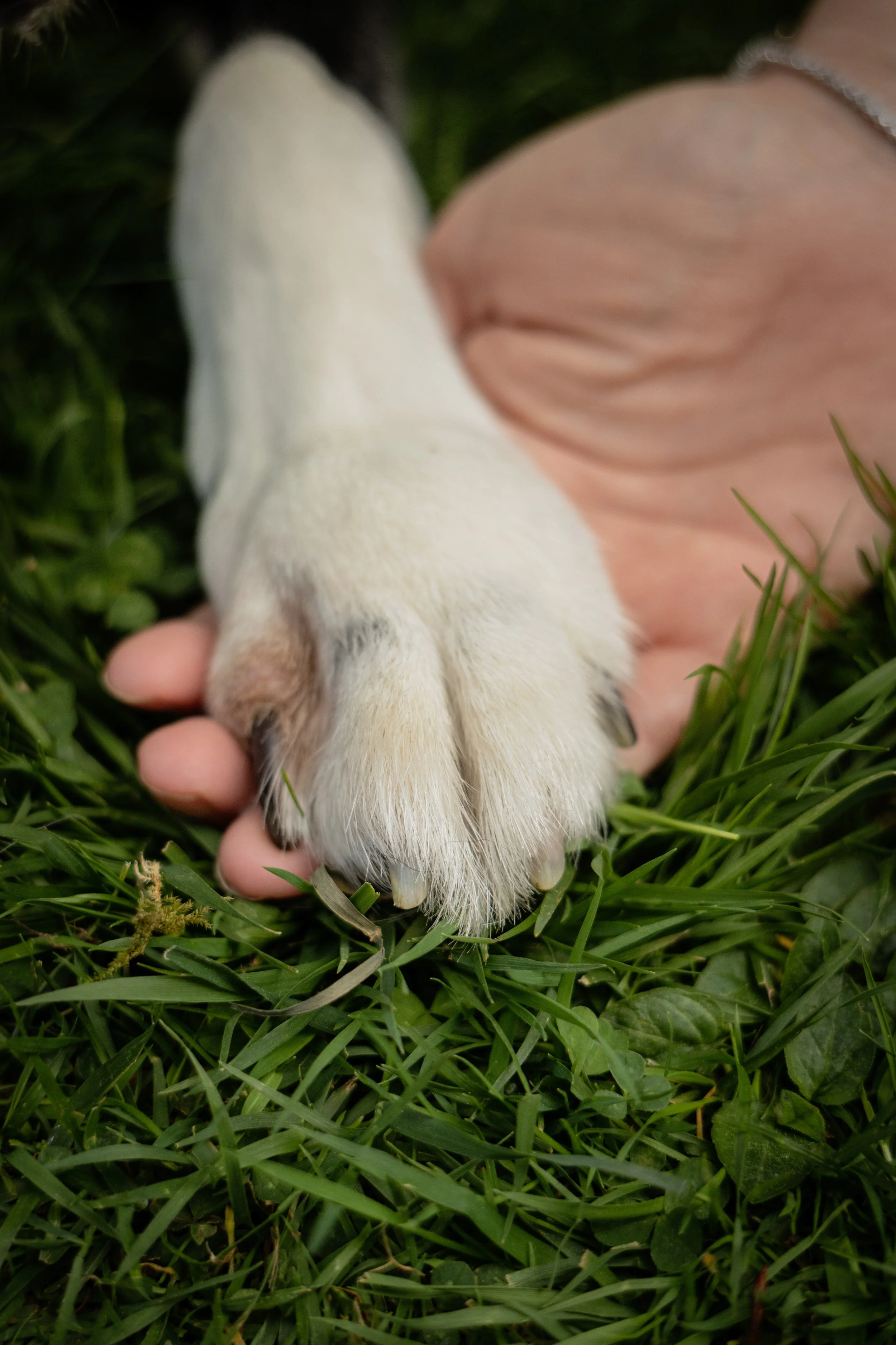 A Gentle Goodbye: Free End-of-Life Pet Photography in Scotland