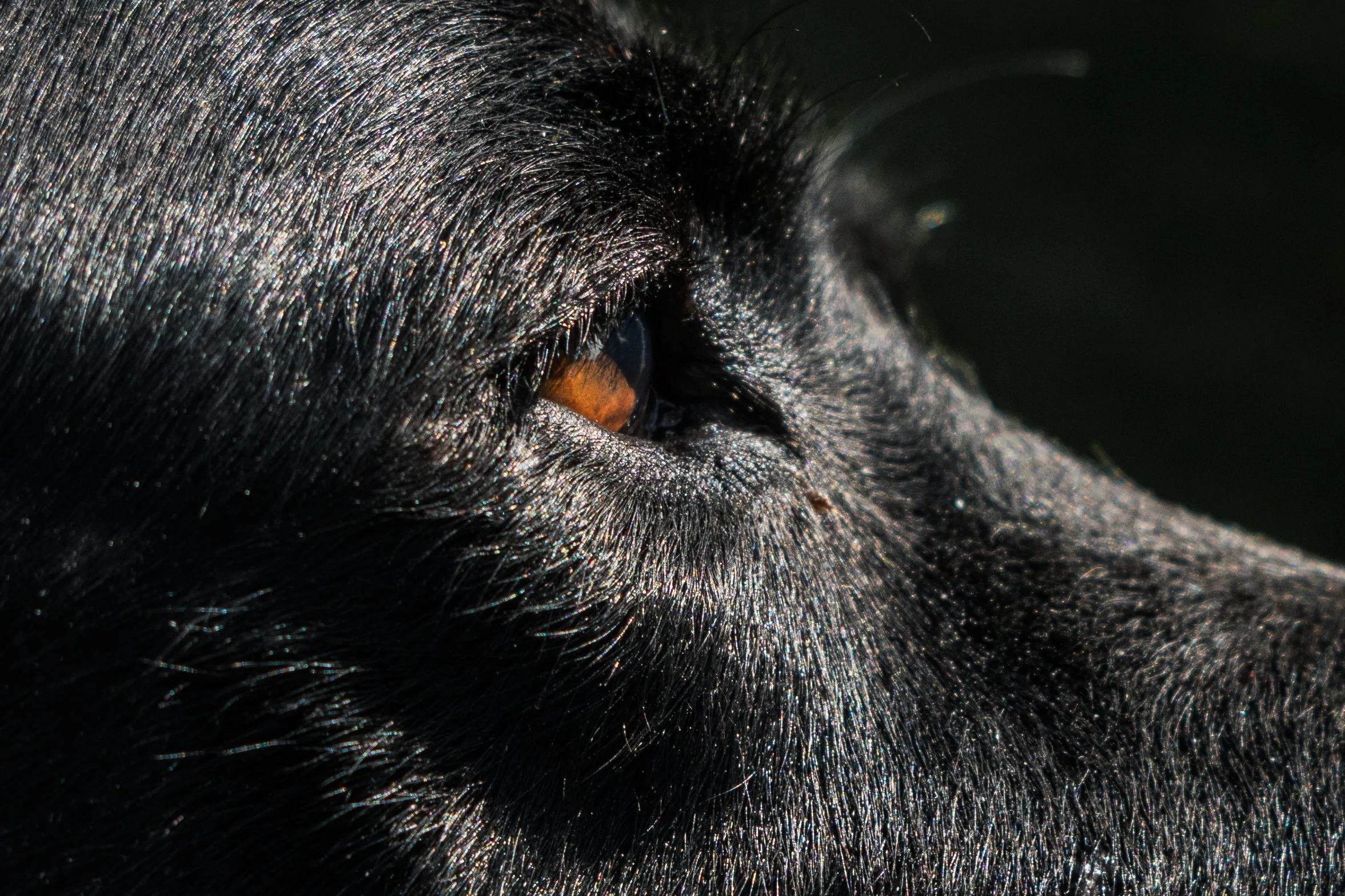 A Love That Lasts Forever: Bailey’s End-of-Life Photoshoot at Rodney Gardens
