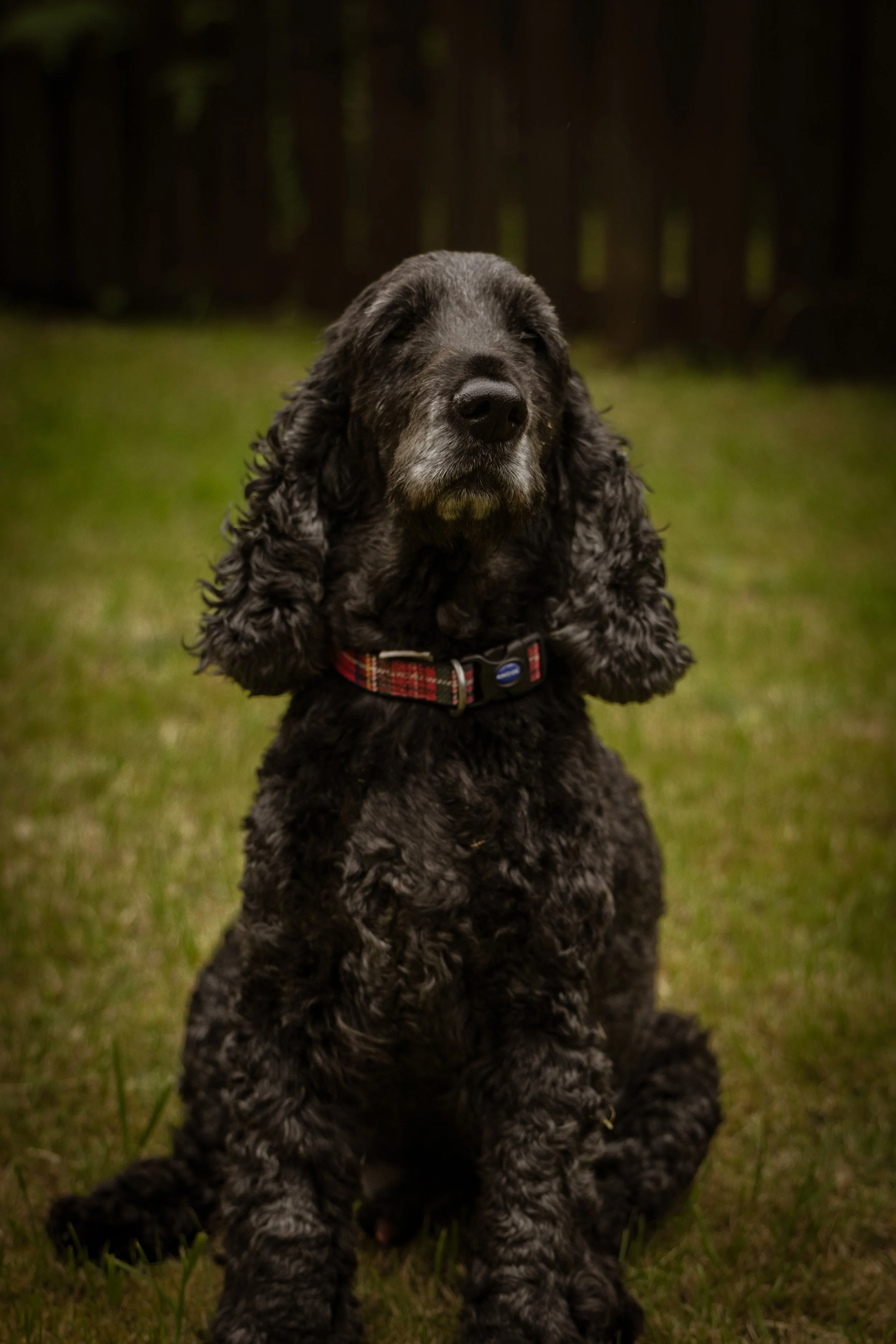 End of Life Dog Photography in Kilsyth | Honouring Duke’s Final Chapter