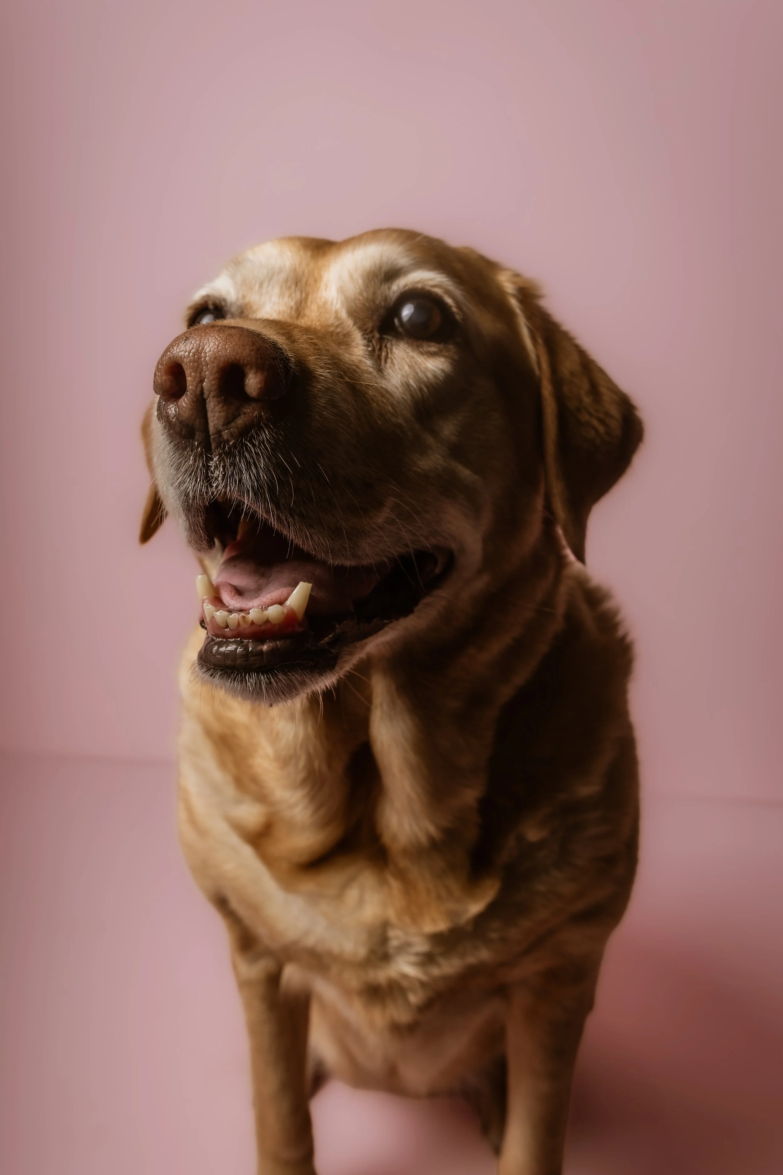 Bailey, the beautiful bestest girl - a dog portrait session