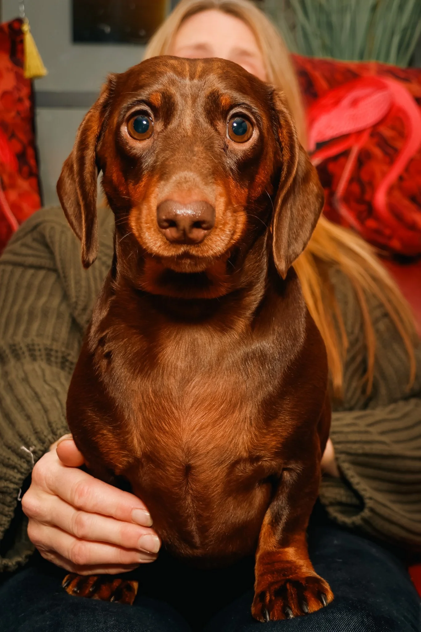 A close-up of a brown dachshund sitting on a person's lap, facing the camera with a person and flamingo-themed decorations in the background.