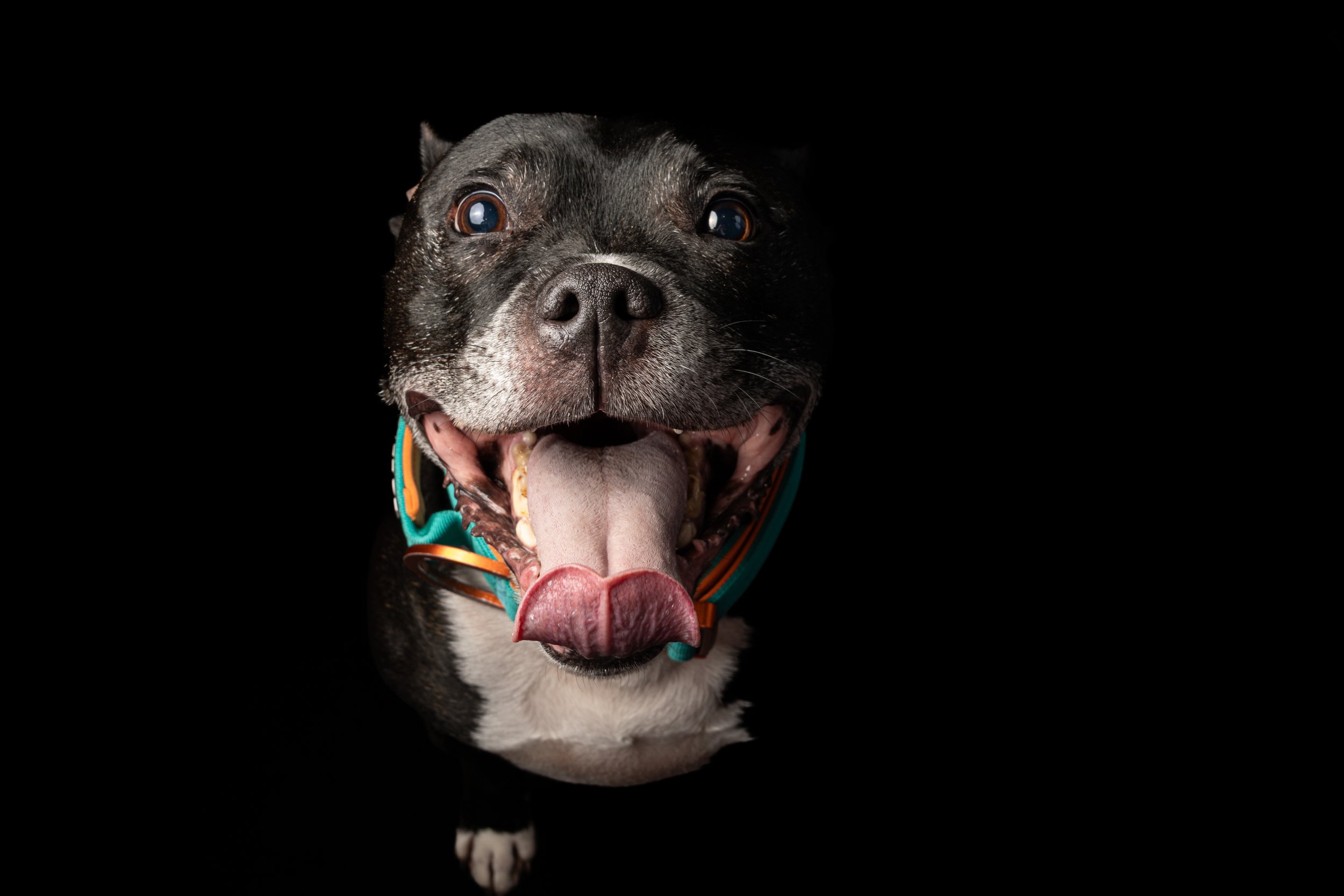 Close-up of a smiling black and white dog with its tongue out, wearing a colorful collar, against a black background.