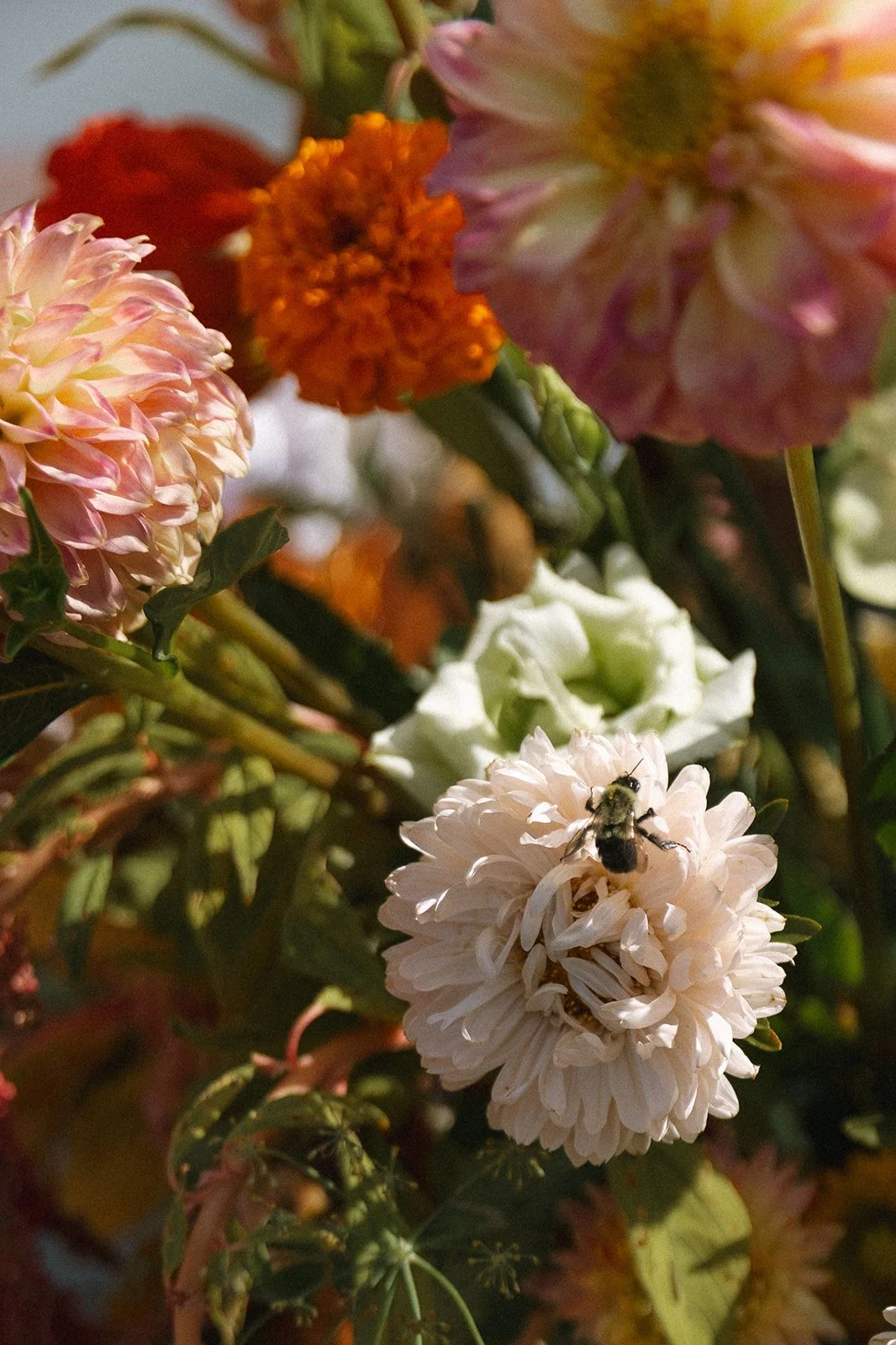 Close-up of a bouquet with pink, orange, and white flowers, and two bees on a white flower. marigolds florals