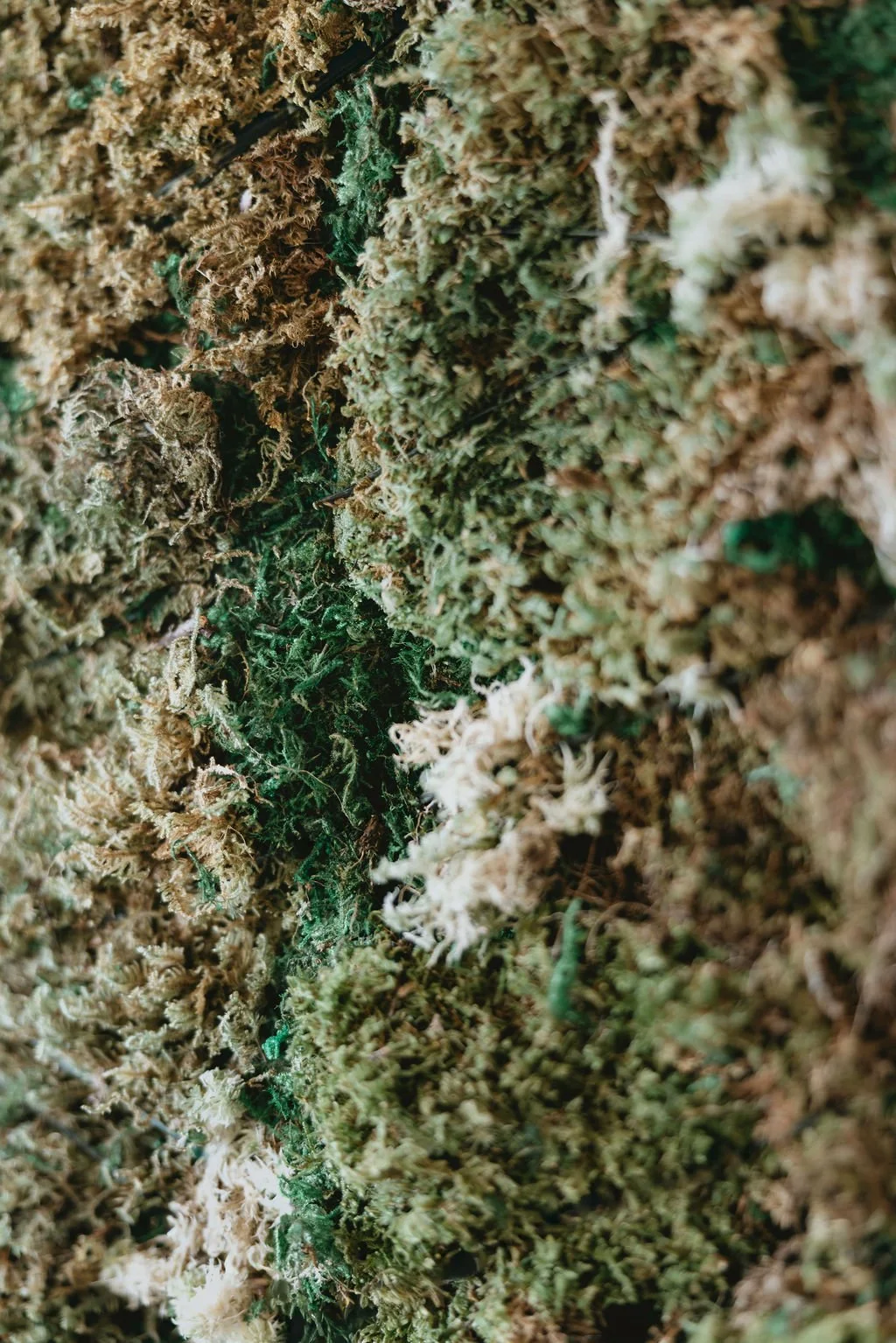 Close-up of cannabis buds with green and brown hues, showing trichomes and dense flower structures.  marigolds florals nyc florist wedding florals the garrison moss columns