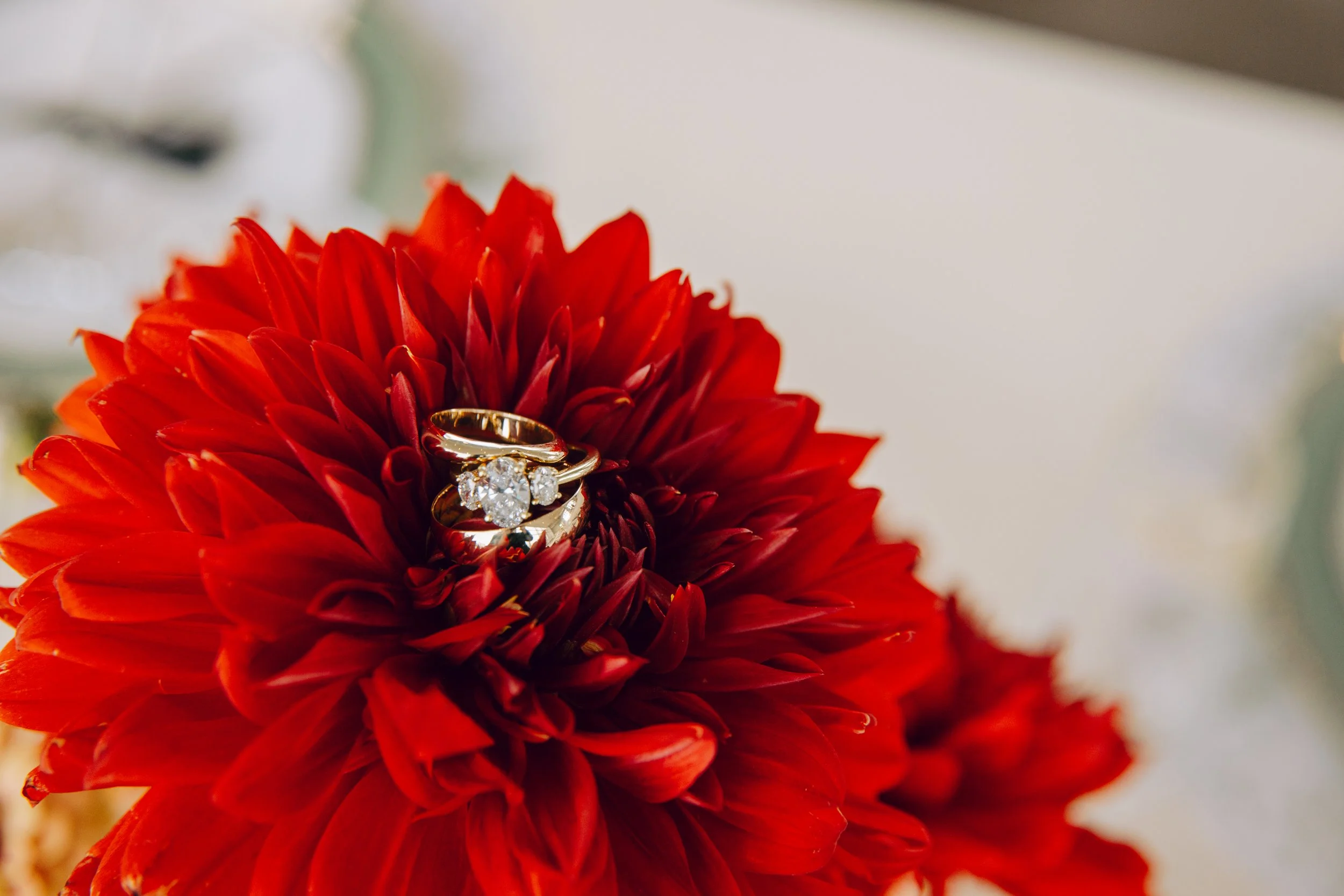 A red dahlia flower with a diamond engagement ring resting on its petals. marigolds florals nyc florist wedding florals the w loft wedding pedestal wedding ceremony anthurium 