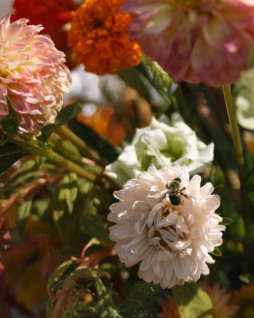 Close-up of a white flower with a bee on it, surrounded by pink, orange, and red flowers and green foliage. marigolds florals