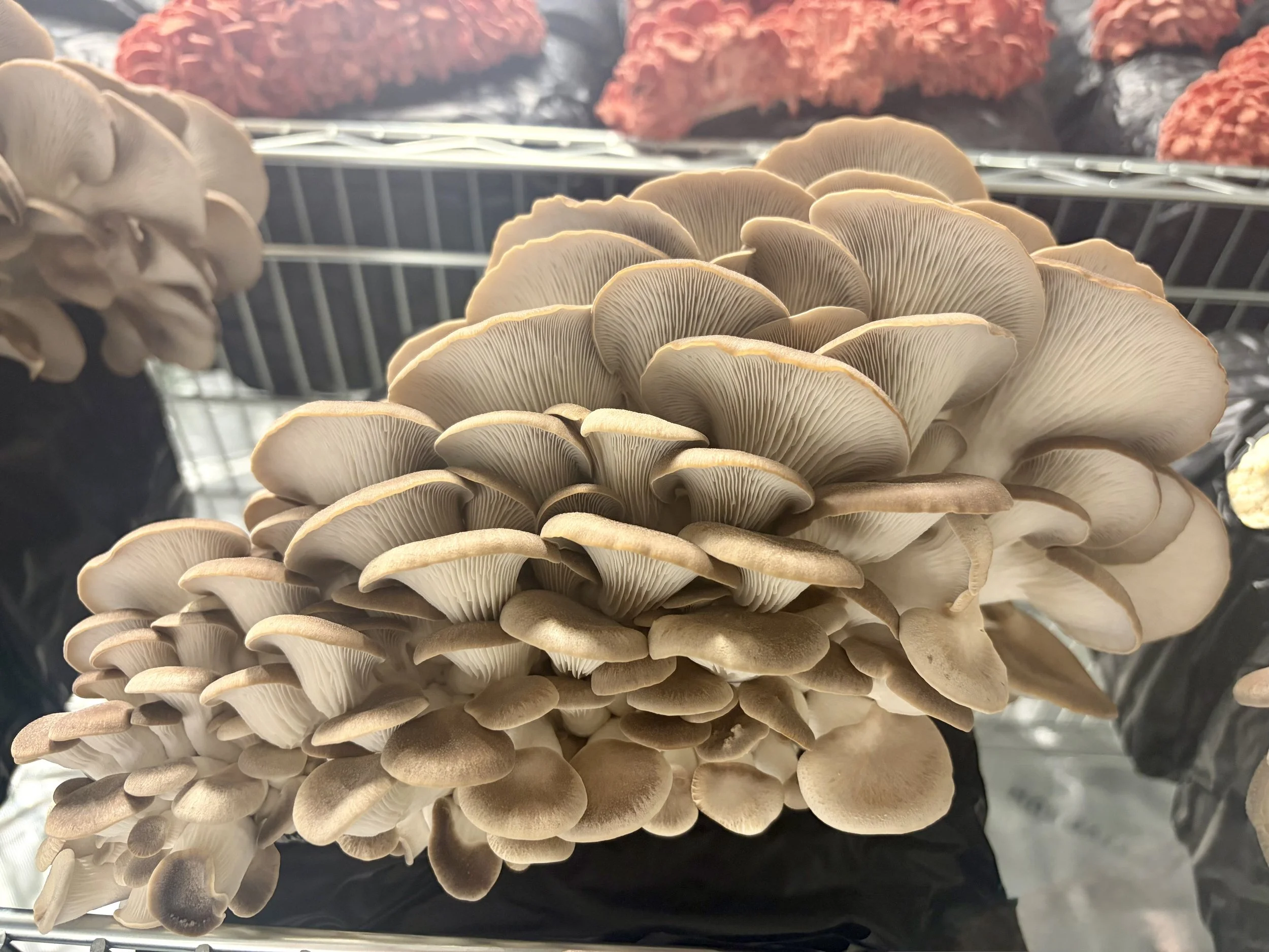Italian Oyster