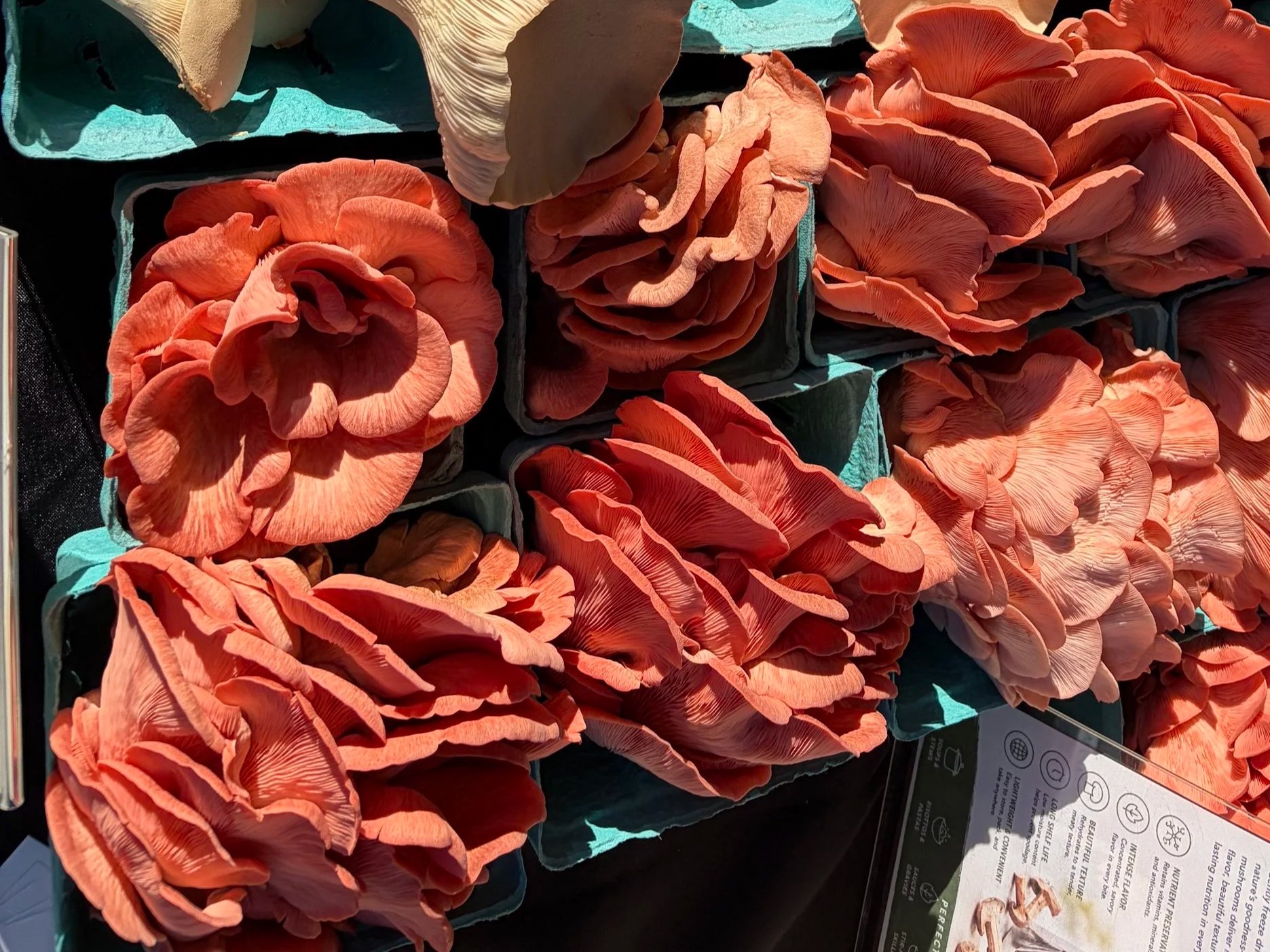 Pink Oyster Recipes