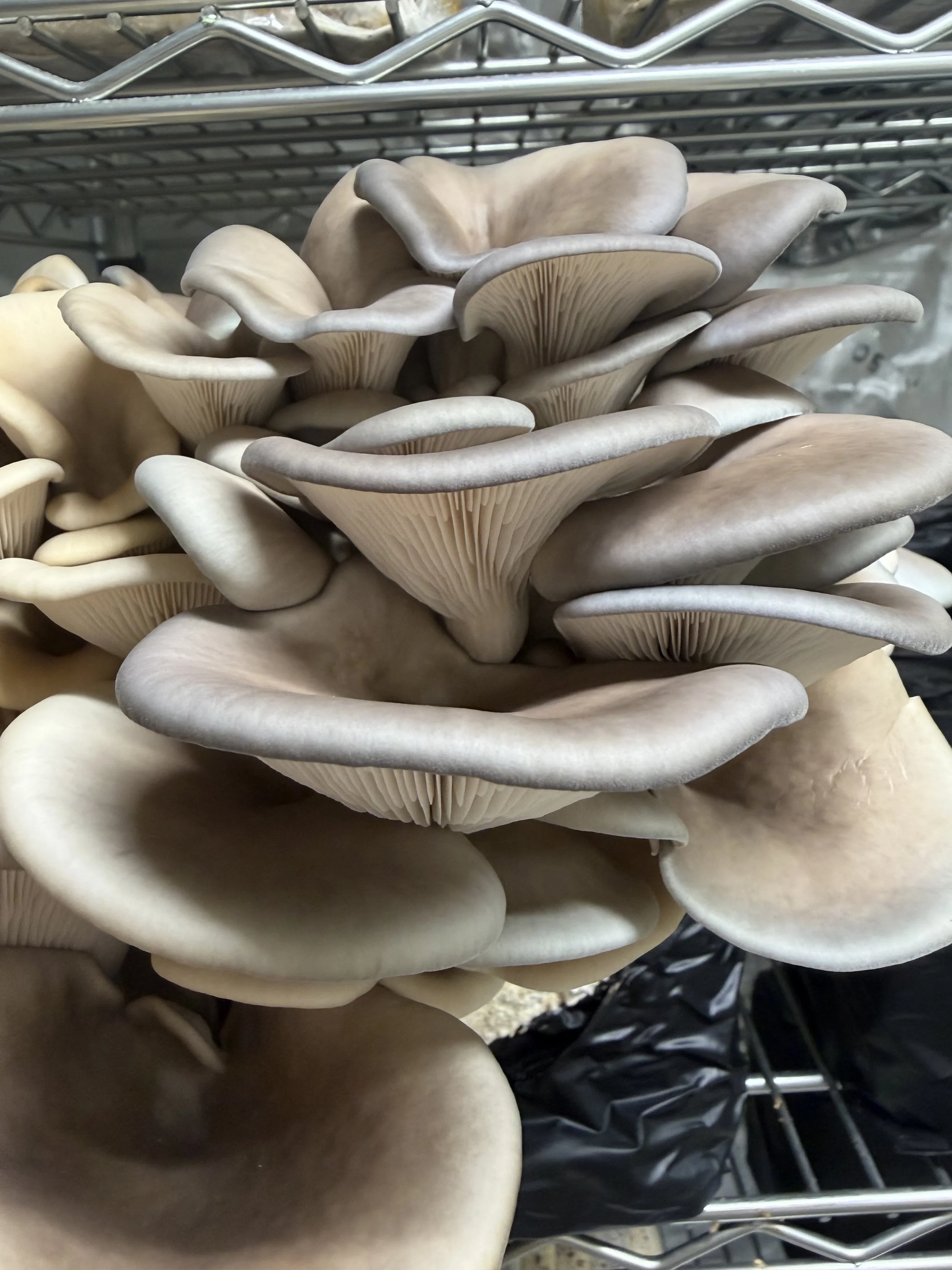 Grey Dove Oyster Recipes