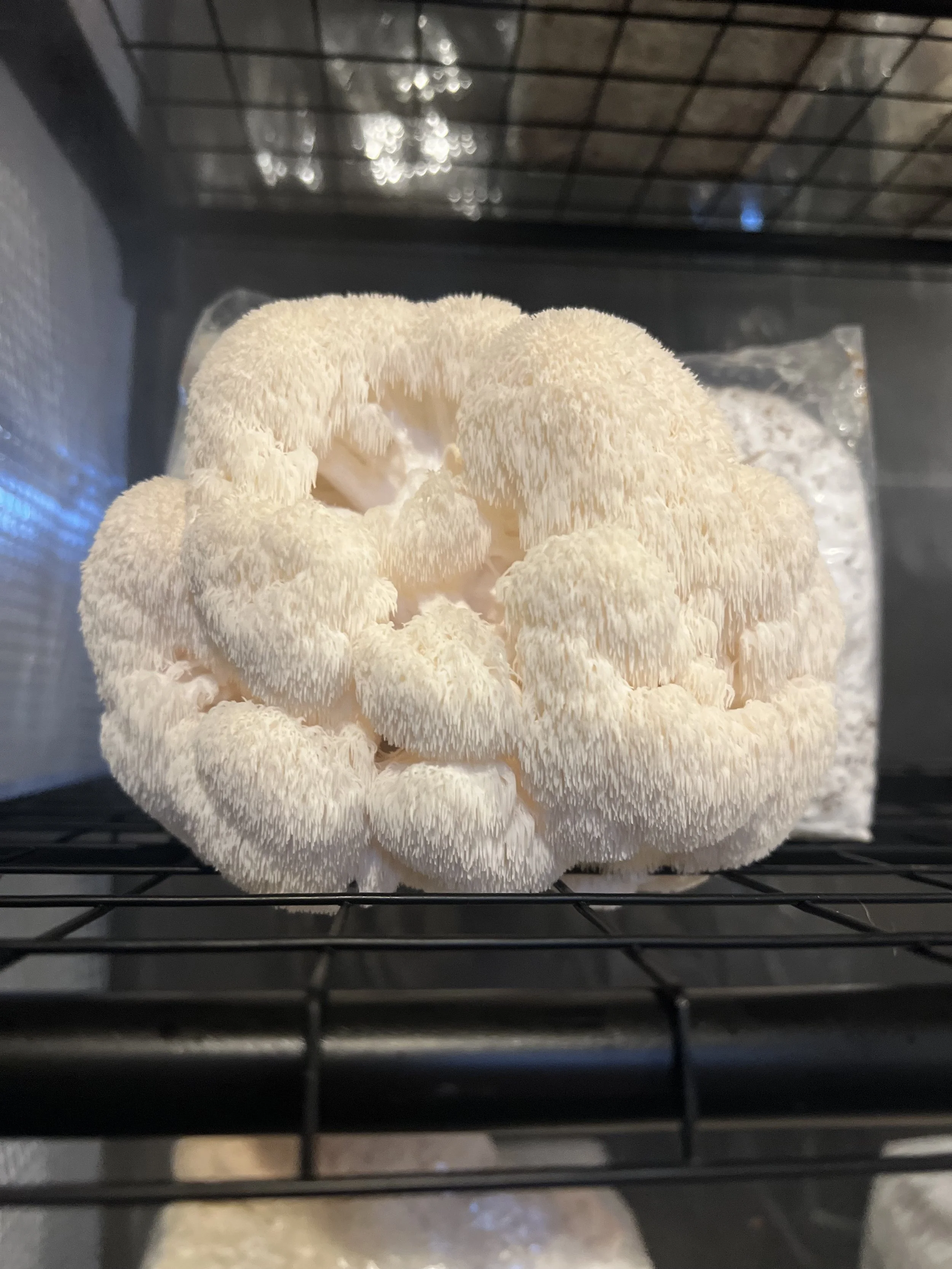 Lions Mane Recipes