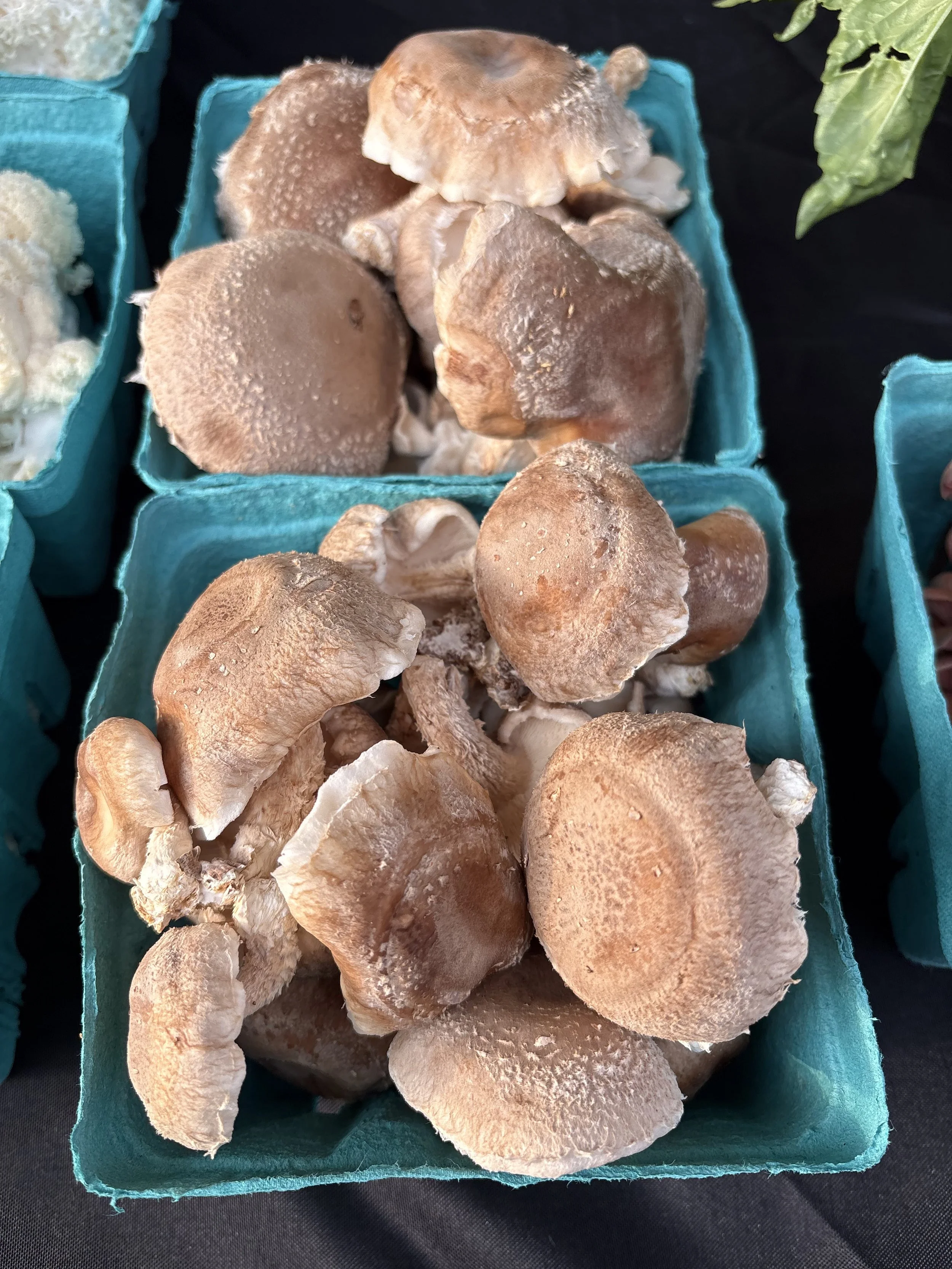 Shiitake Recipes