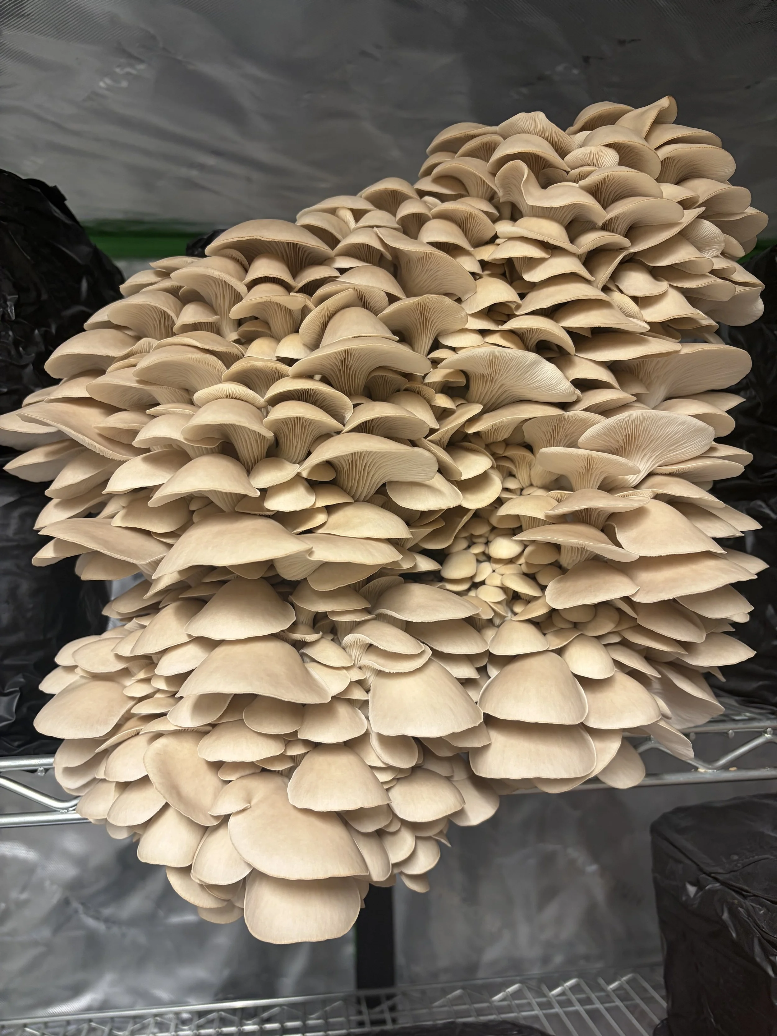 PoHu mushroom recipes