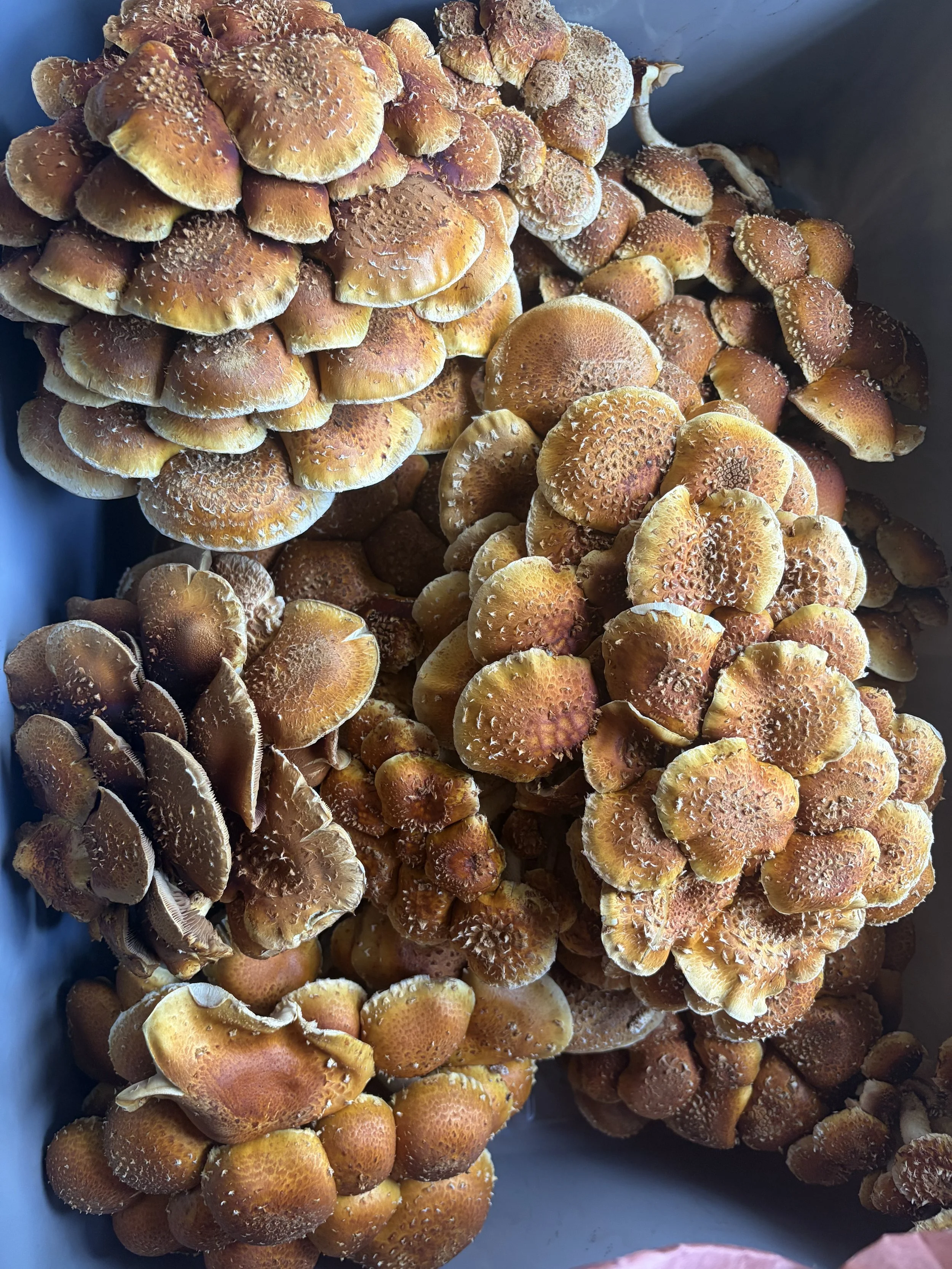 Chestnut