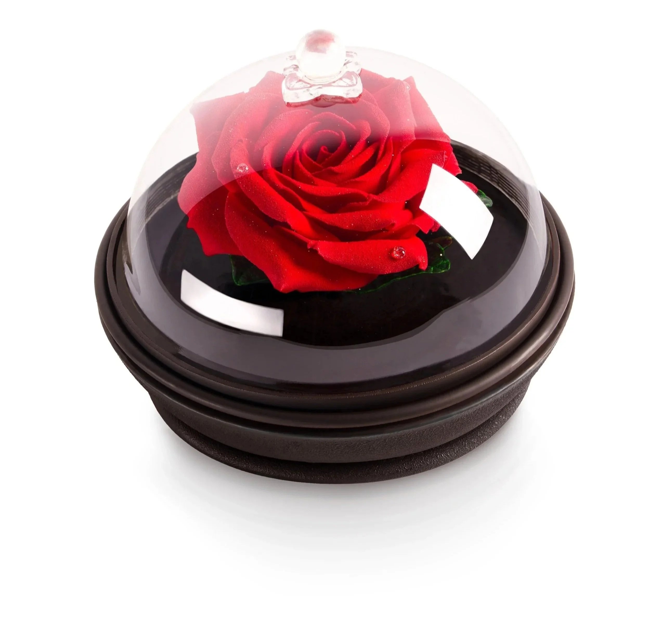 Lumiere_Rose_Full_081525.jpg