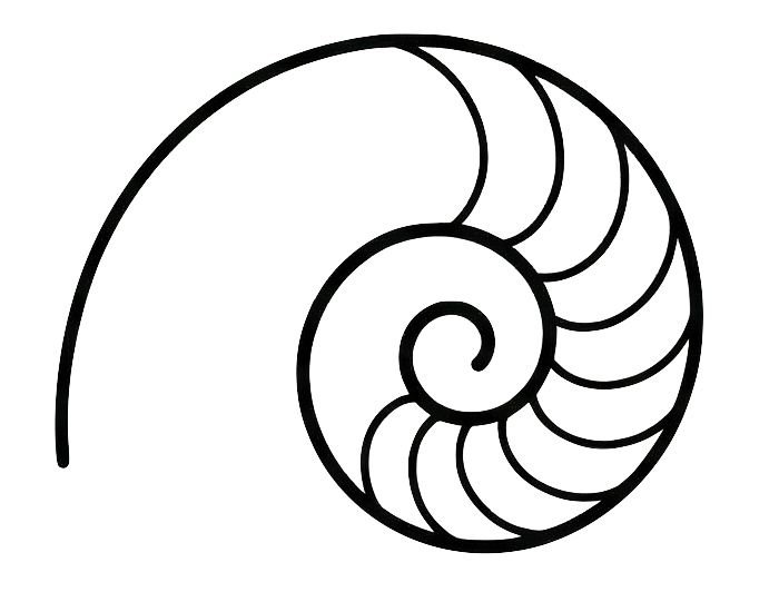 A black and white outline drawing of a nautilus shell showing its spiral structure.