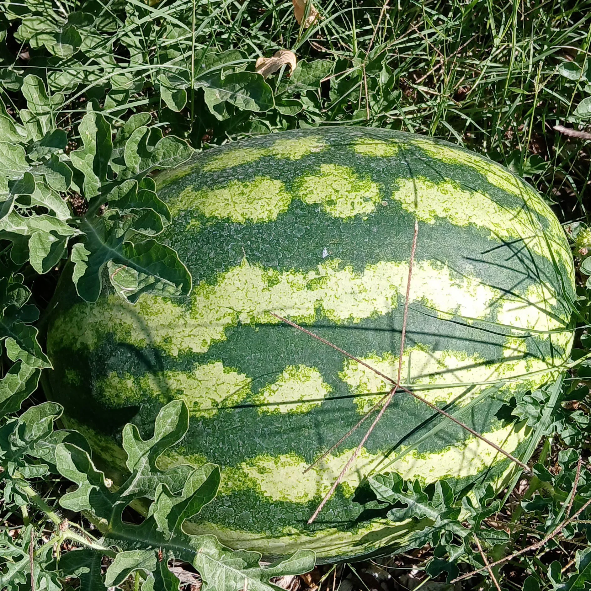 A watermelon with green and yellow striped skin, lying on the ground surrounded by grass and leafy plants.