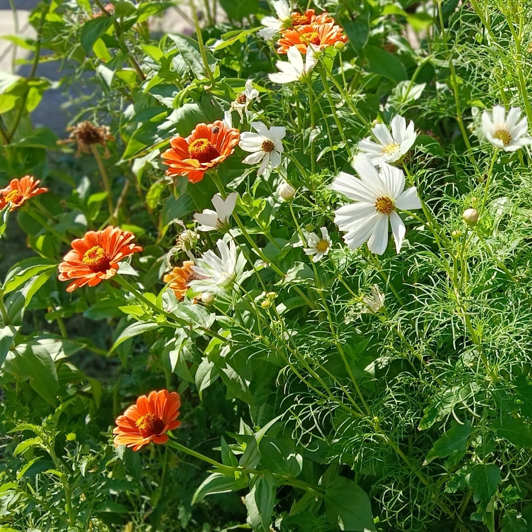A group of orange and white flowers with green leaves and foliage.