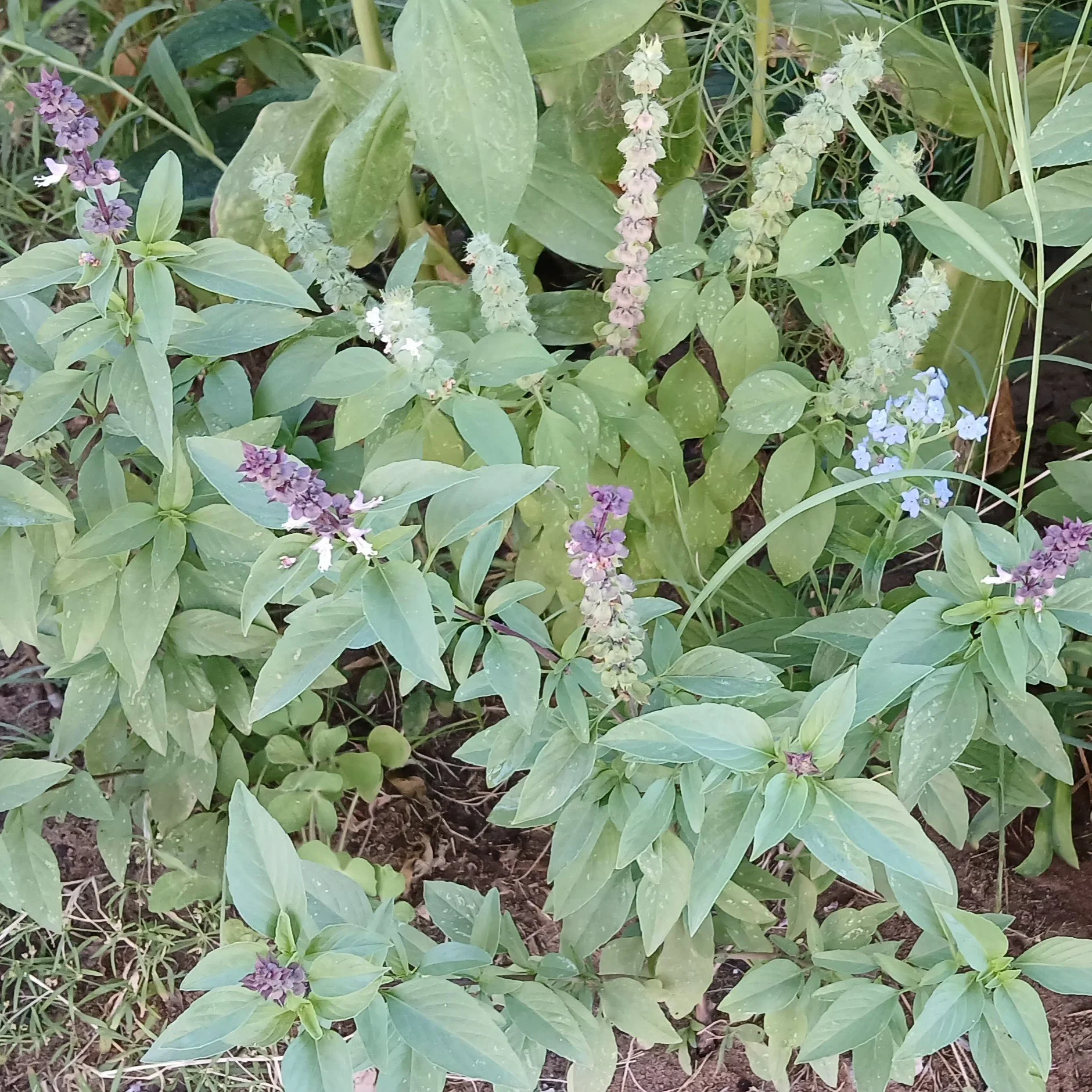 Green leafy plants with purple and white flowering spikes growing in soil.
